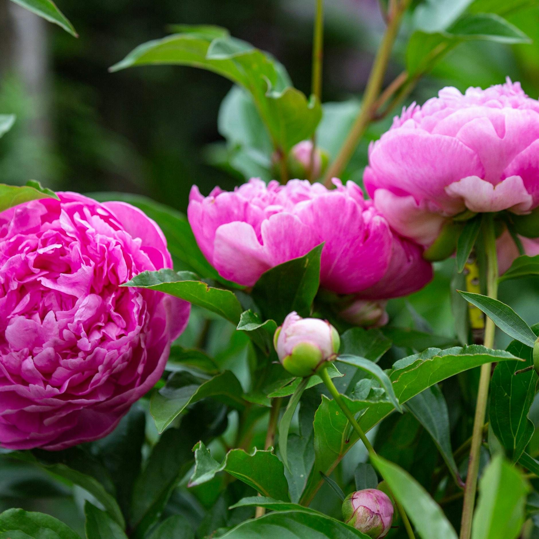 Pfingstrosen pflanzen, gießen, düngen – 8 Tipps für eine prächtig Blüte