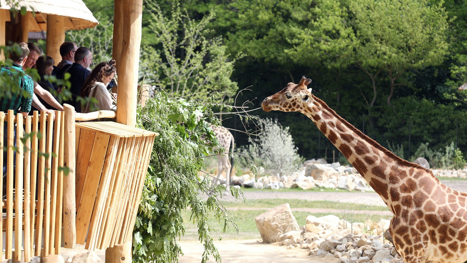 Eine der 2,20 Meter hohen Aussichtsplattformen, zu denen die Giraffen kommen, um gefüttert zu werden