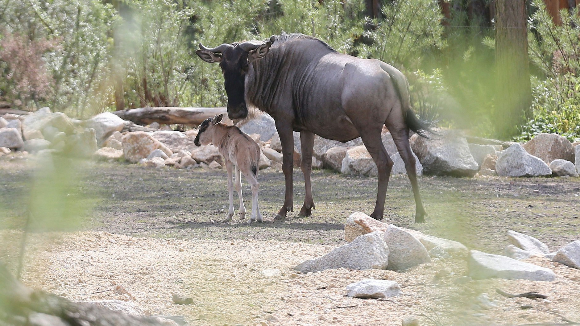 Ein Gnu-Weibchen mit seinem neugeborenen Kalb: So nah können Besucher die Tiere in der Savannenwelt im Tierpark beobachten.