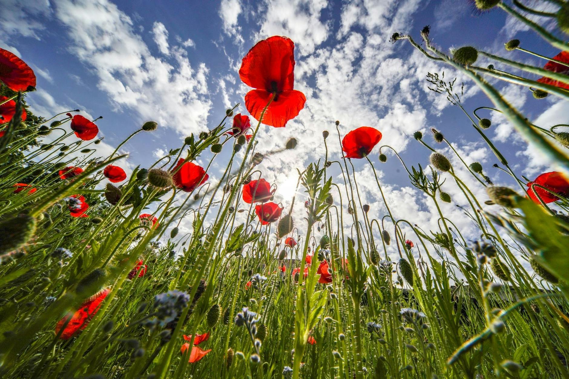 Klatschmohn blüht auf einer Wiese vor einem blauen Himmel.