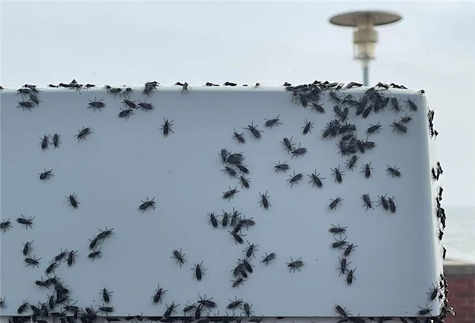 Abertausende Fliegen belagern einen Parkautomaten an der Nordsee-Küste.&nbsp;