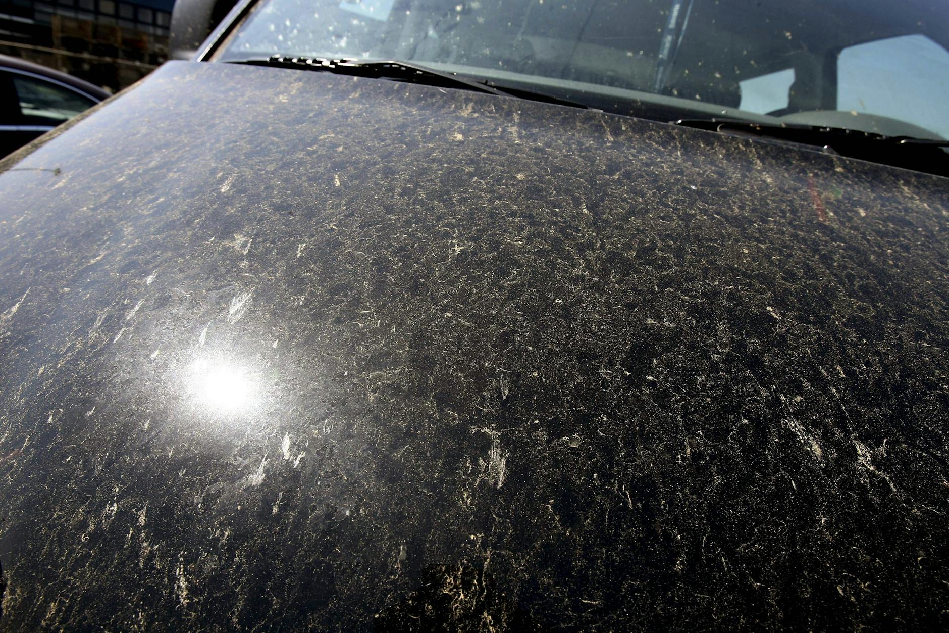 Blattläuse sorgen für verklebte Autos! Wie schnell muss die