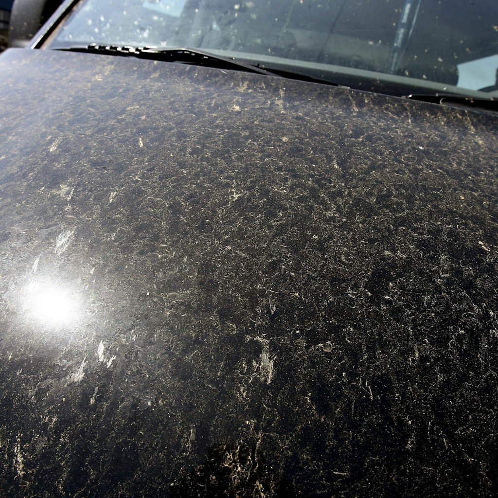 Blattläuse sorgen für verklebte Autos! Wie schnell muss die Schicht