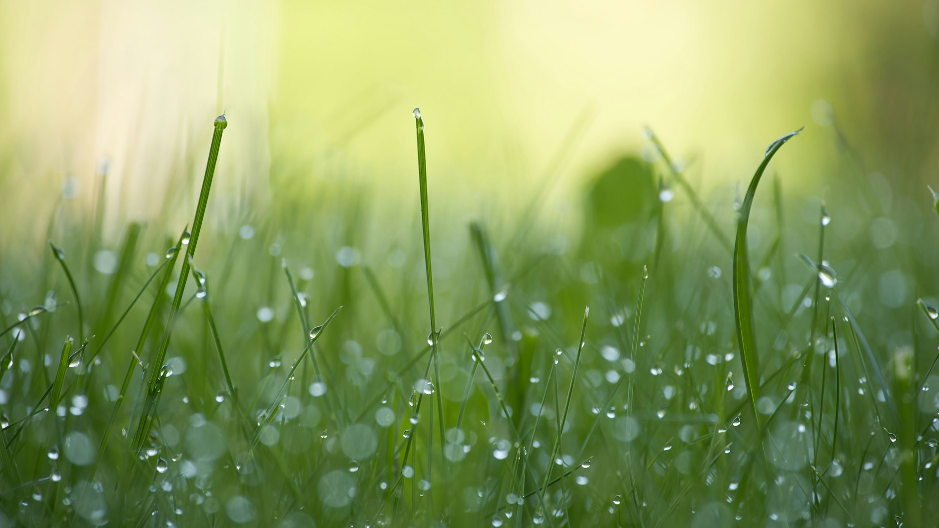 Solange Regen fällt, sollte nicht gemäht werden. Den noch feuchten Rasen vor dem Mähen nicht betreten.