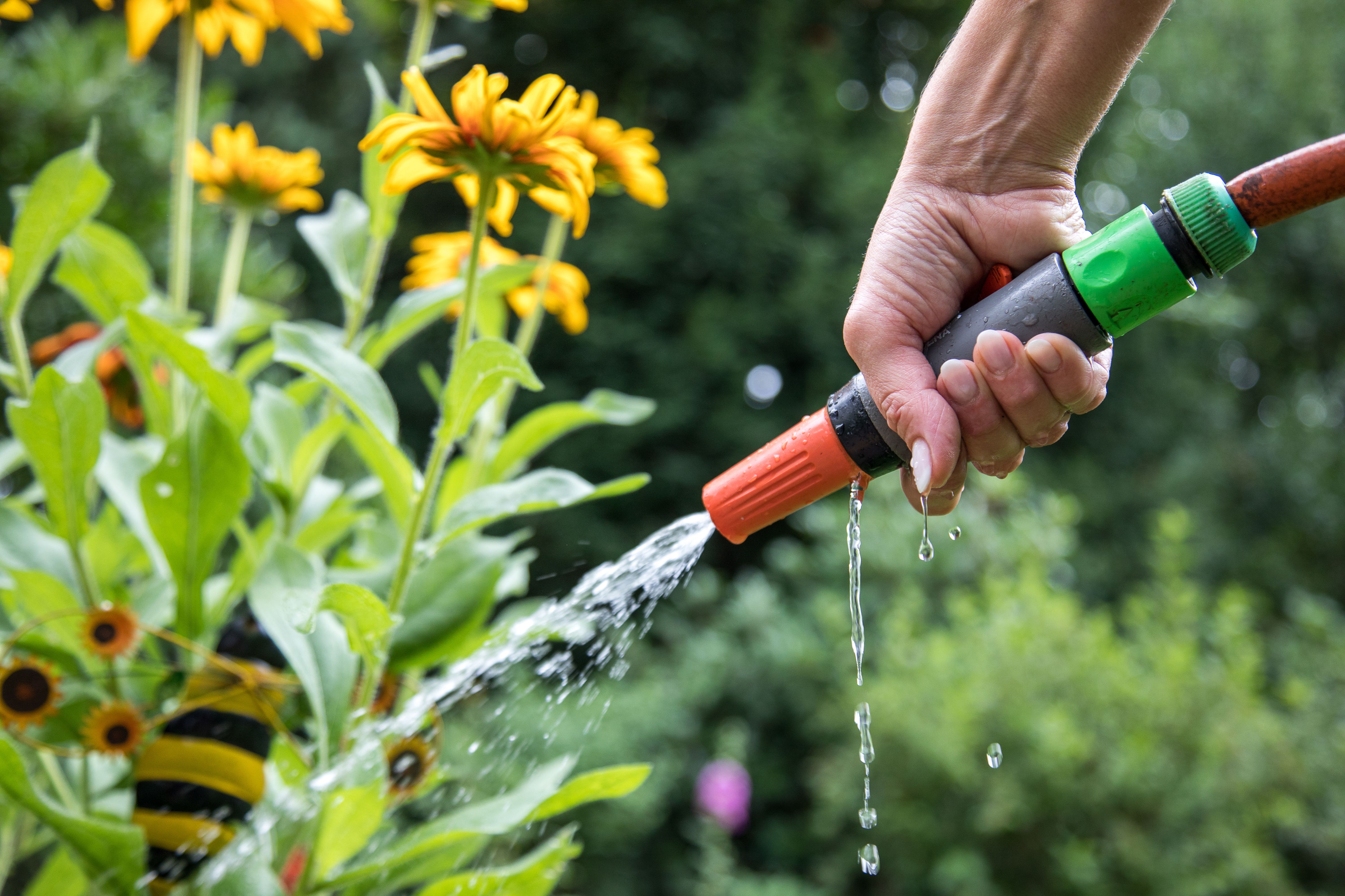 Image - So oft sollten Sie Pflanzen im Garten gießen