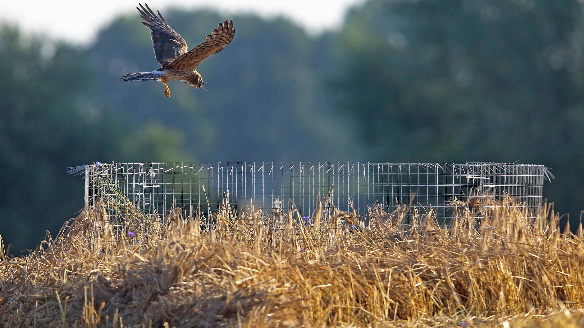 Wiesenweihe im Anflug auf ihr mit einem Zaun geschütztes Nest.&nbsp;&nbsp;