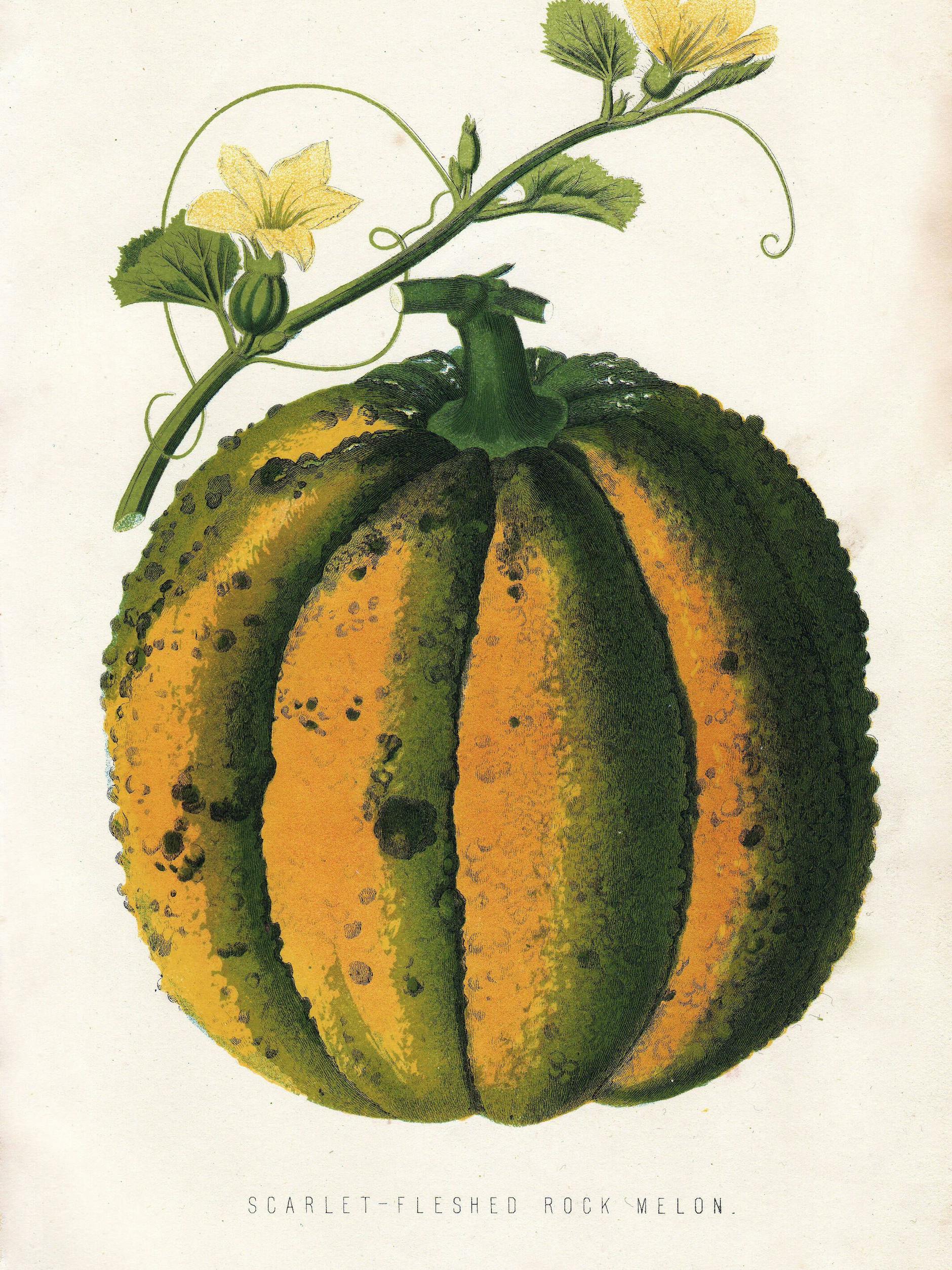 Bildwerk Orange: eine Melonenlithografie von 1872