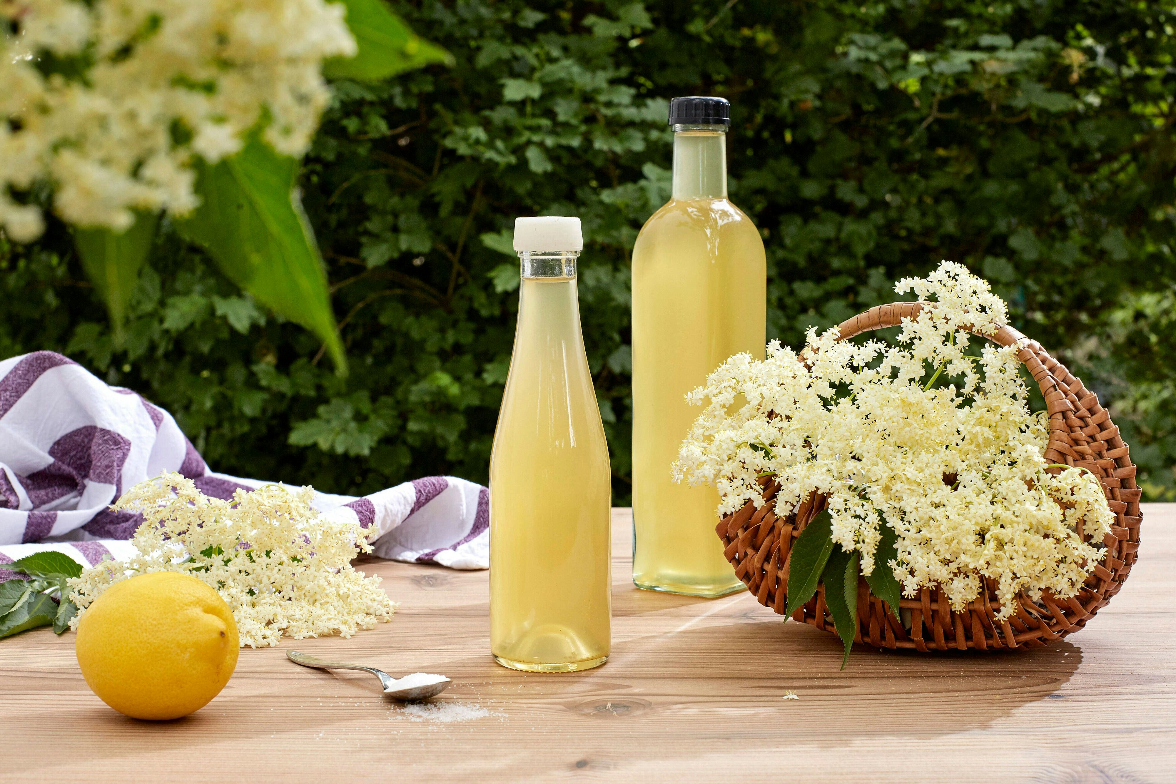 Süffig und gesund: Rezept für leckeren Holunderblütensaft