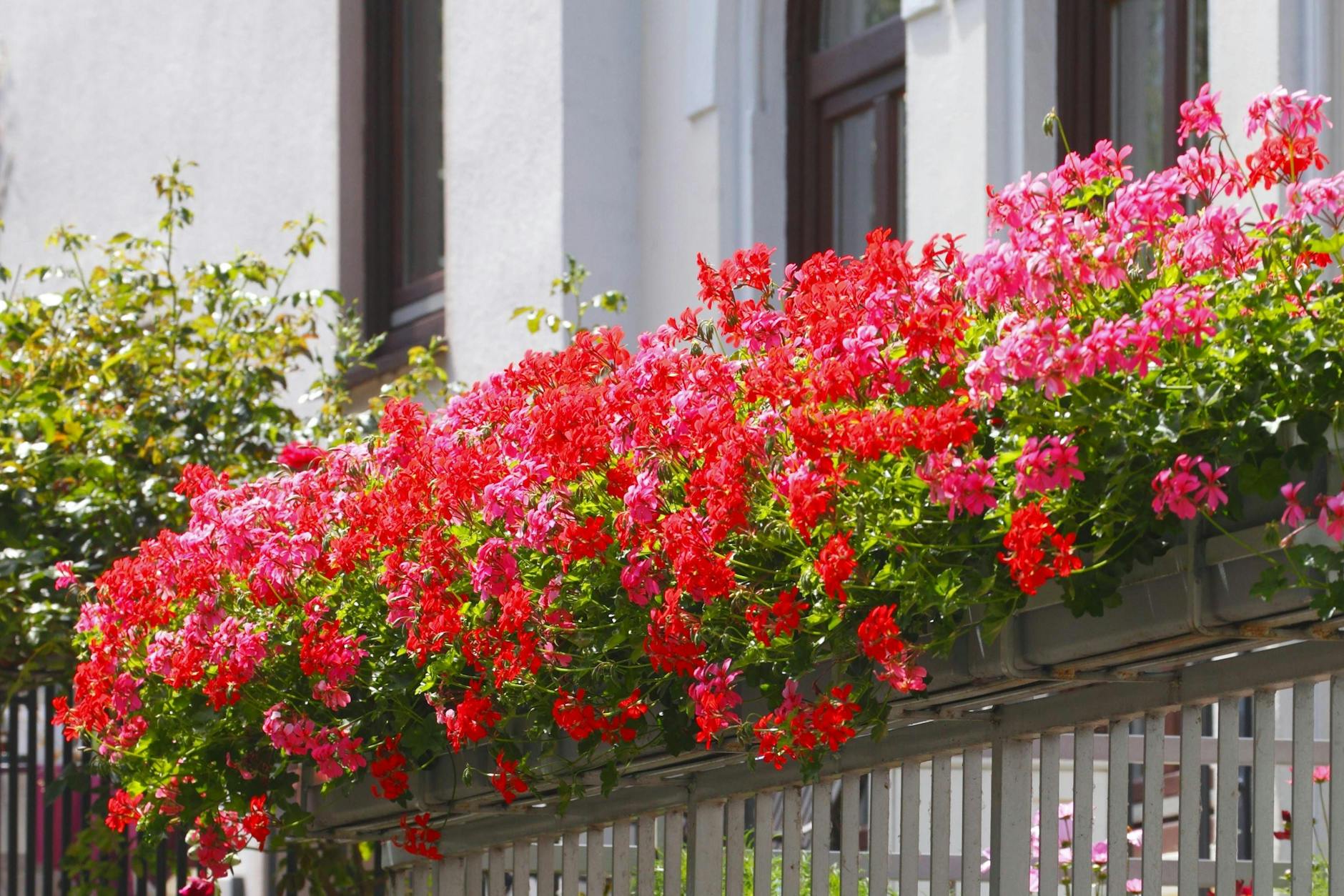 Geranien gehören zu den beliebtesten Balkonpflanzen in Deutschland.