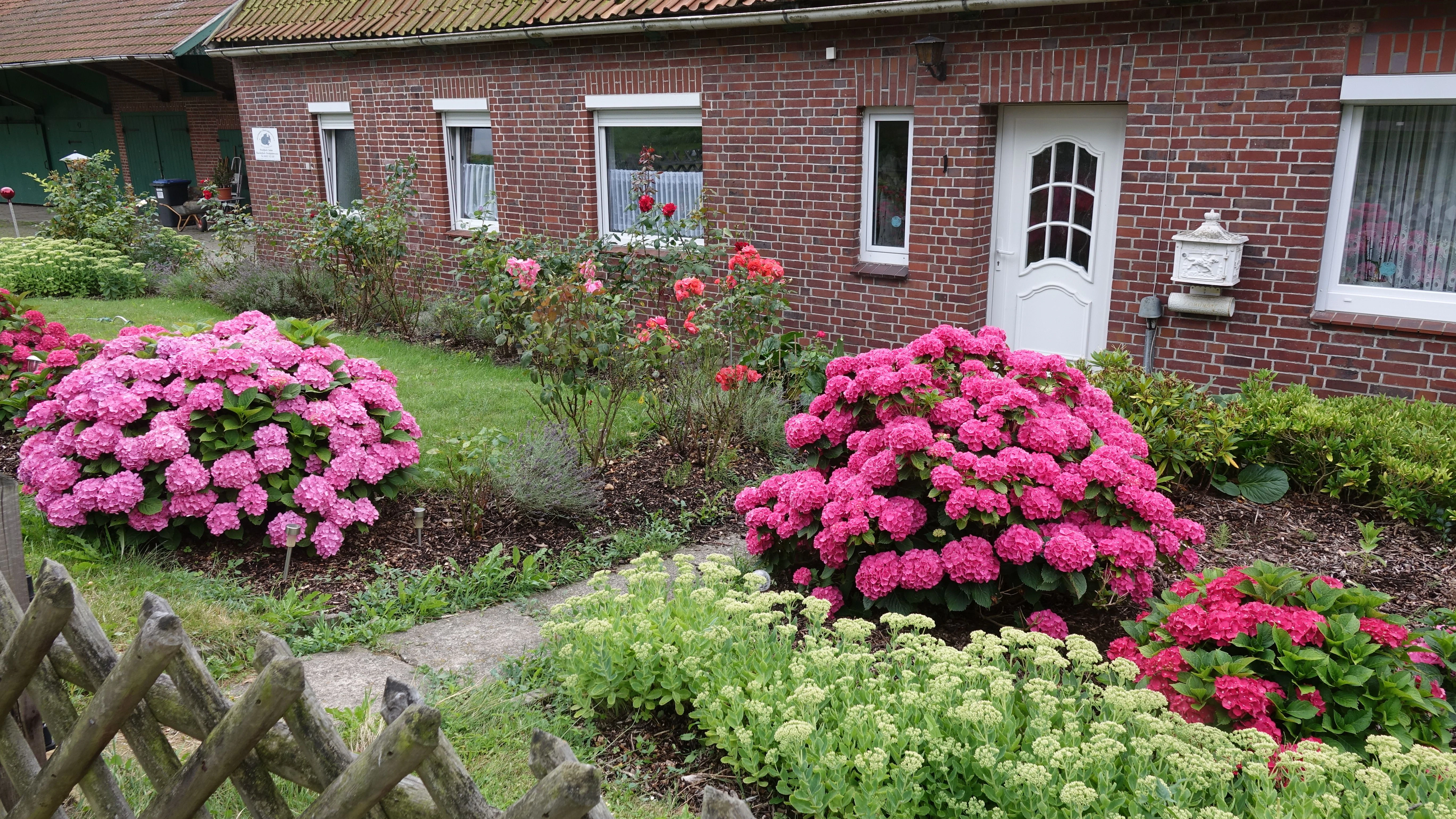 Wenige Gartenblumen blühen so lange und üppig wie die Hortensien.