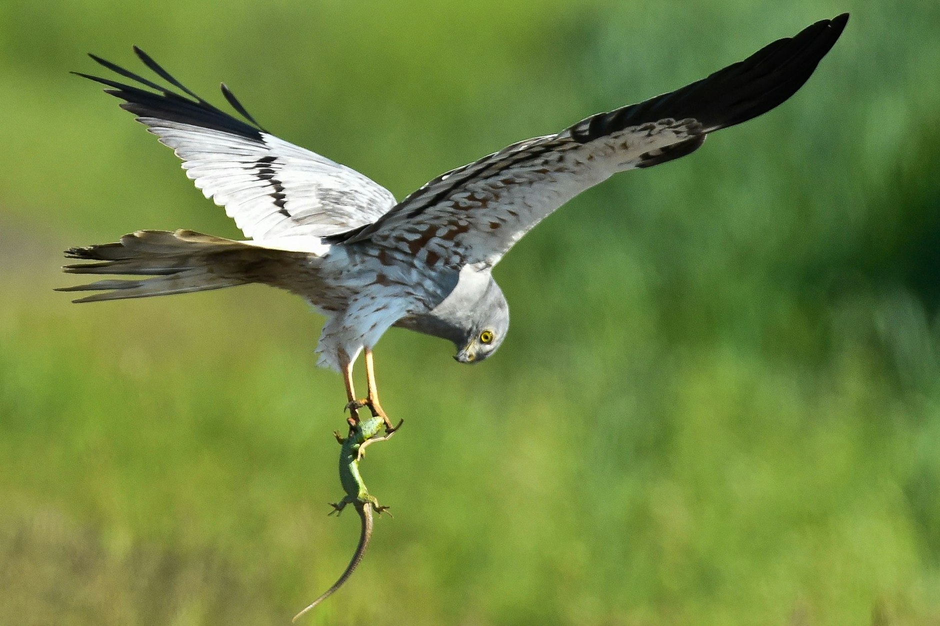Eine Wiesenweihe hat eine Eidechse in einer Wiese im Oderbruch nahe Mallnow im Landkreis Märkisch-Oderland erbeutet. Die stark gefährdeten Vögel sind nach einer 5000 Kilometer langen Reise in ihr altmärkisches Brutgebiet zurückgekehrt.&nbsp;