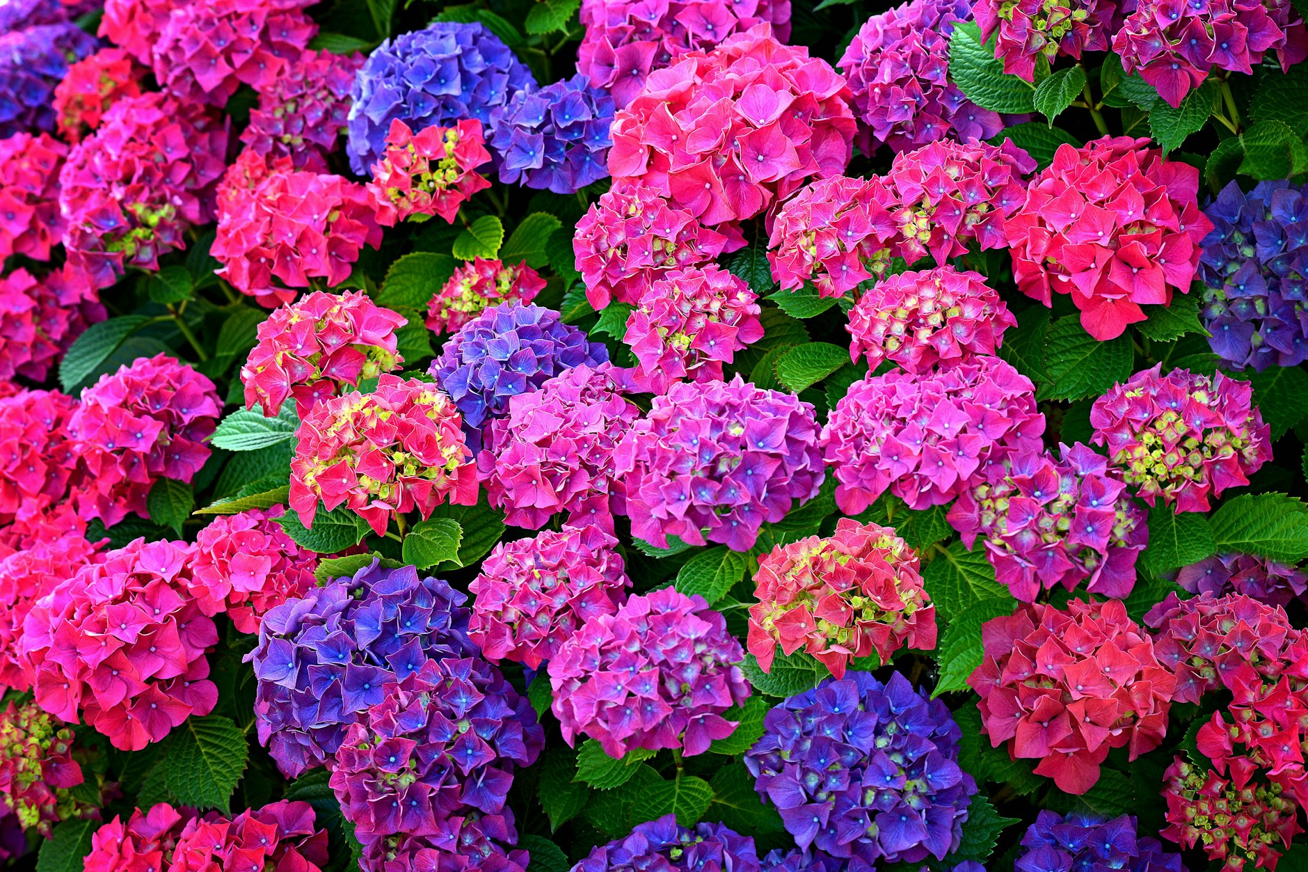 Eine traumhafte Blütenpracht bieten gut gepflegte Hortensien.