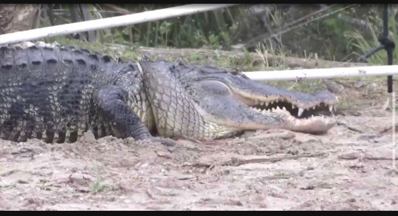 Alligator beisst Teich-Pinkler den Arm ab