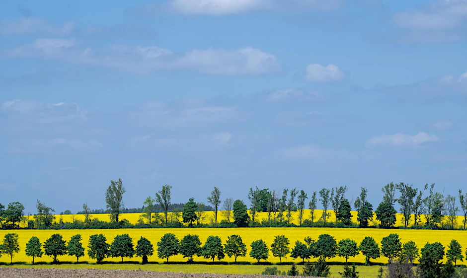 Raps blüht auf einem Feld in Sachsen: Frühsommerliches Wetter stimmt auf das bevorstehende Pfingstfest ein.  