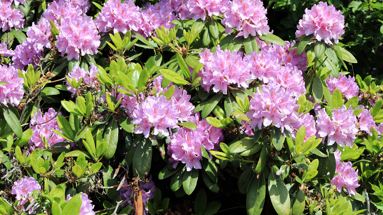 Rhododendron richtig gieen, dngen, schneiden  mit diesen Tipps
