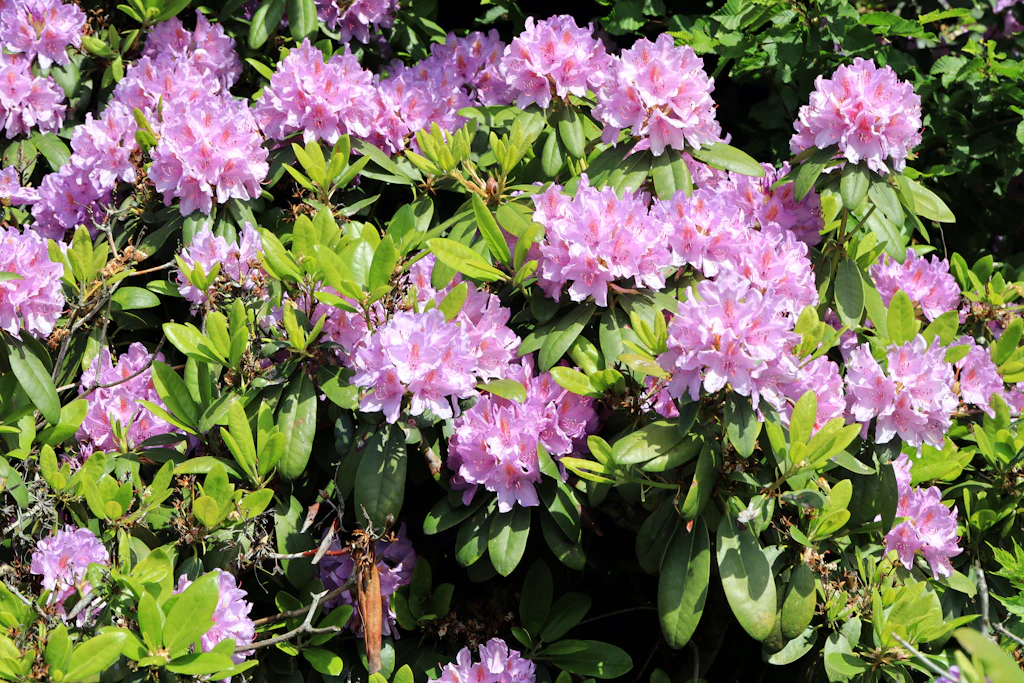 Rhododendron richtig gieen, dngen, schneiden  mit diesen Tipps