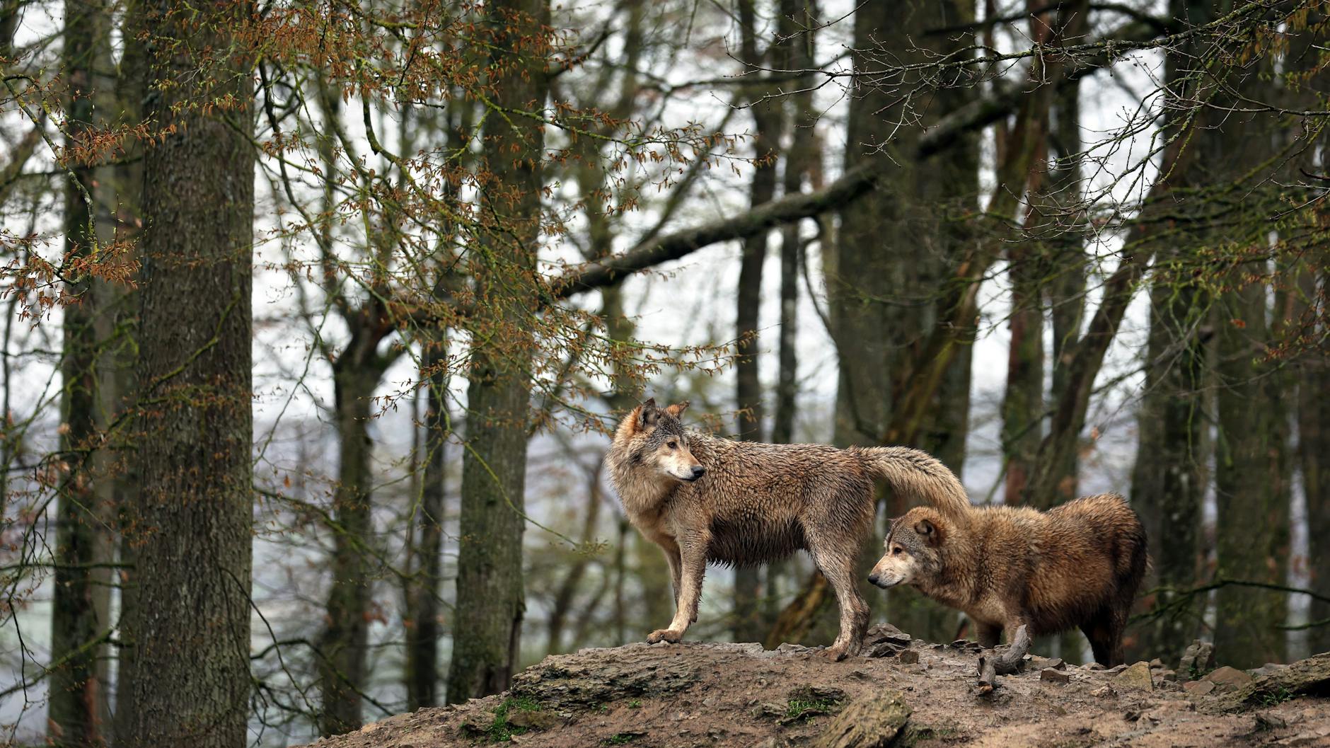 Wölfe stehen in einem Wildpark in ihrem Gehege.