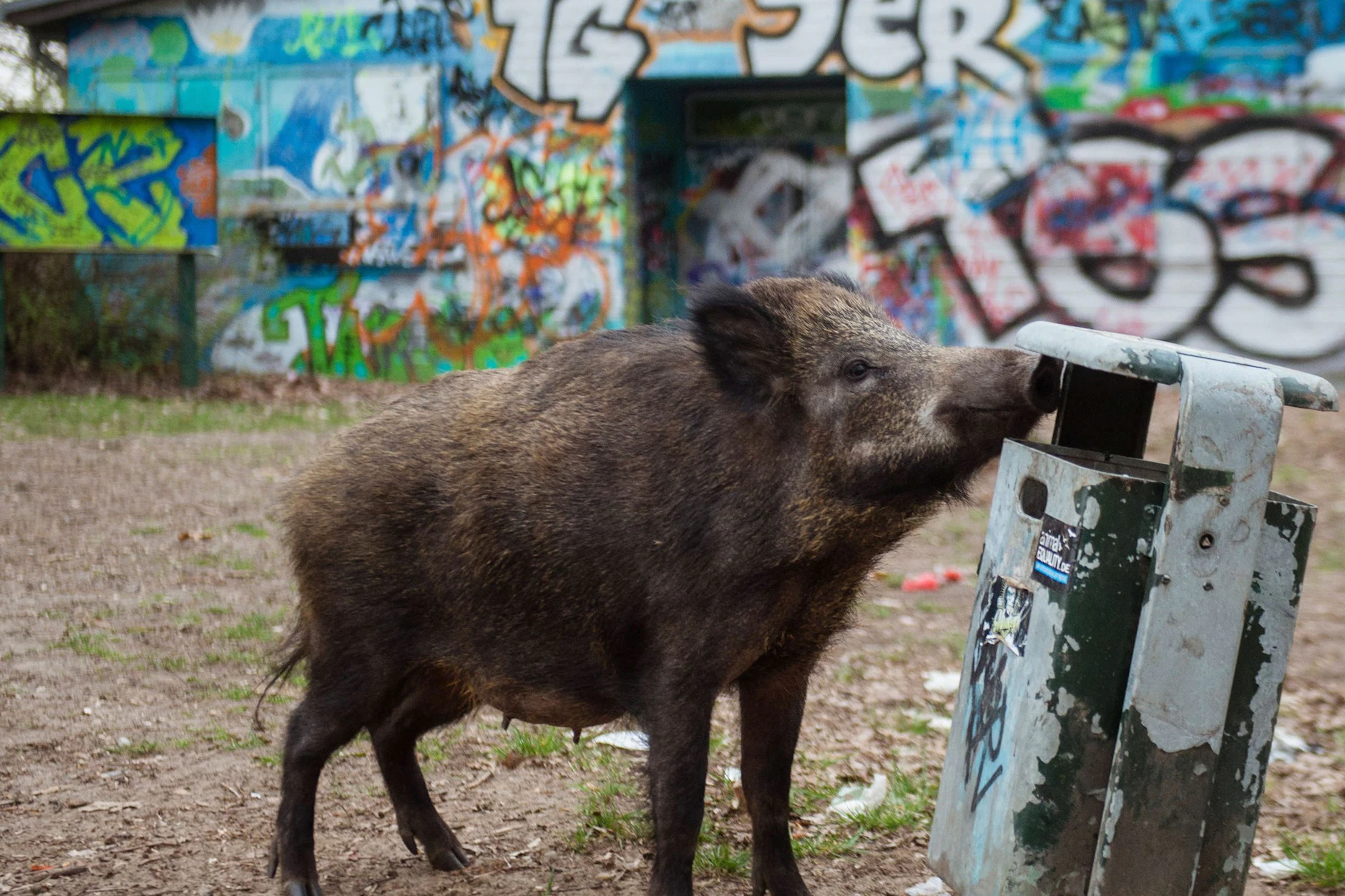 Hier sucht ein weibliches Wildschwein im Stadtbezirk Tegel nach Futter.