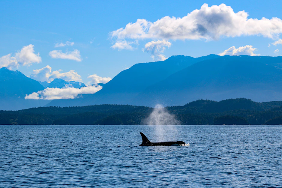 Orcas attackieren Boote auf dem offenen Meer. Die Vorfälle häufen sich. Sogenannte Killerwale könnten das aggressive Verhalten eines verstörten Weibchens nachahmen, vermuten Experten.