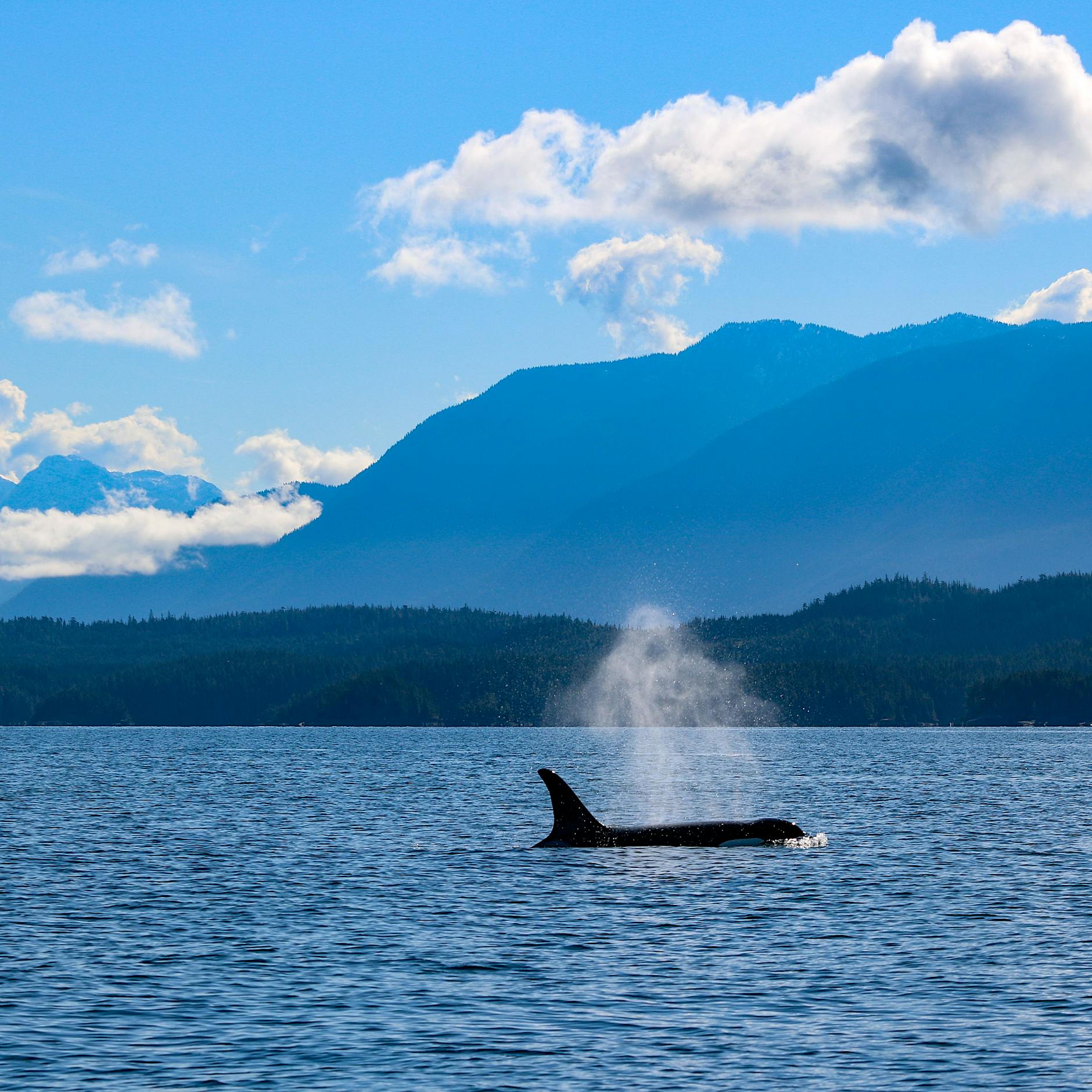 Immer mehr Orca-Attacken auf europäische Boote: Die Rache der Wale