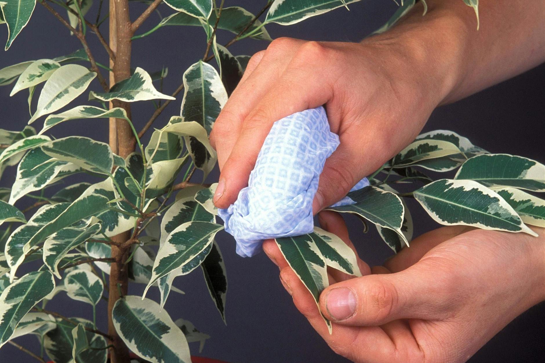 An vielen Zimmerpflanzen lagert sich leicht Staub an – mit einem einfachen Trick bekommen Sie diesen simpel weg.