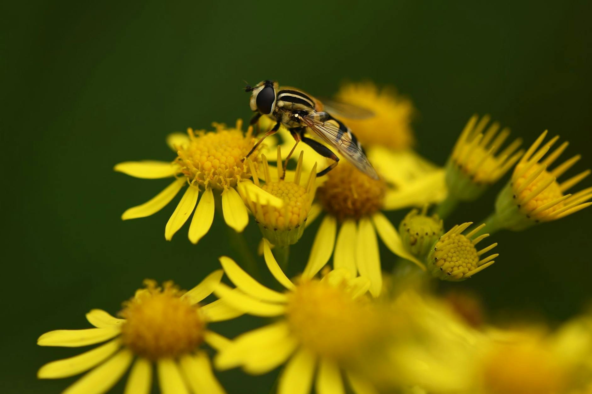 Gefährlich für Pferde und Schafe: Das Kreuzkraut hat grellgelbe Blüten. 