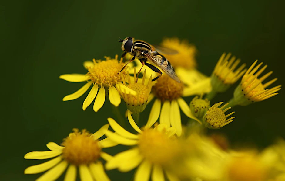 Gefährlich für Pferde und Schafe: Das Kreuzkraut hat grellgelbe Blüten.&nbsp;