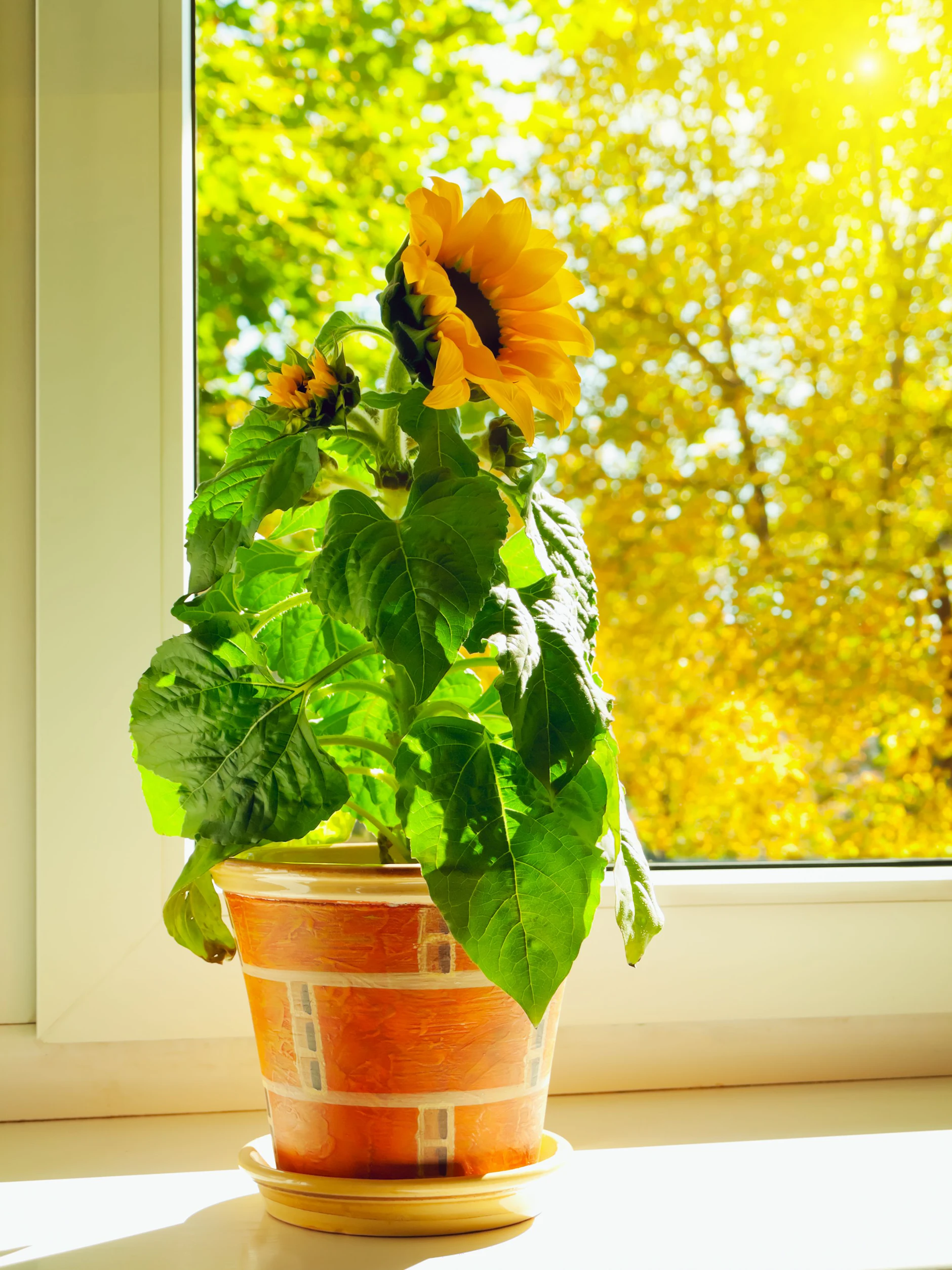 Wie Oft Sonnenblume Giessen