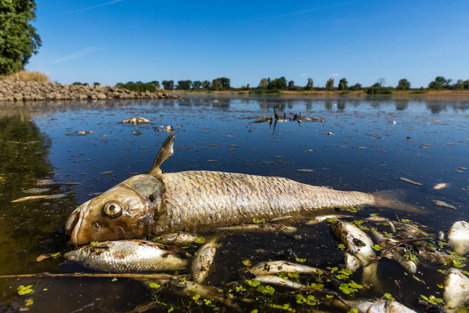 Ein verendeter Döbel und andere tote Fische schwimmen in der Oder bei Brieskow-Finkenheerd. In der Oder war es zu einem massiven Fischsterben gekommen.