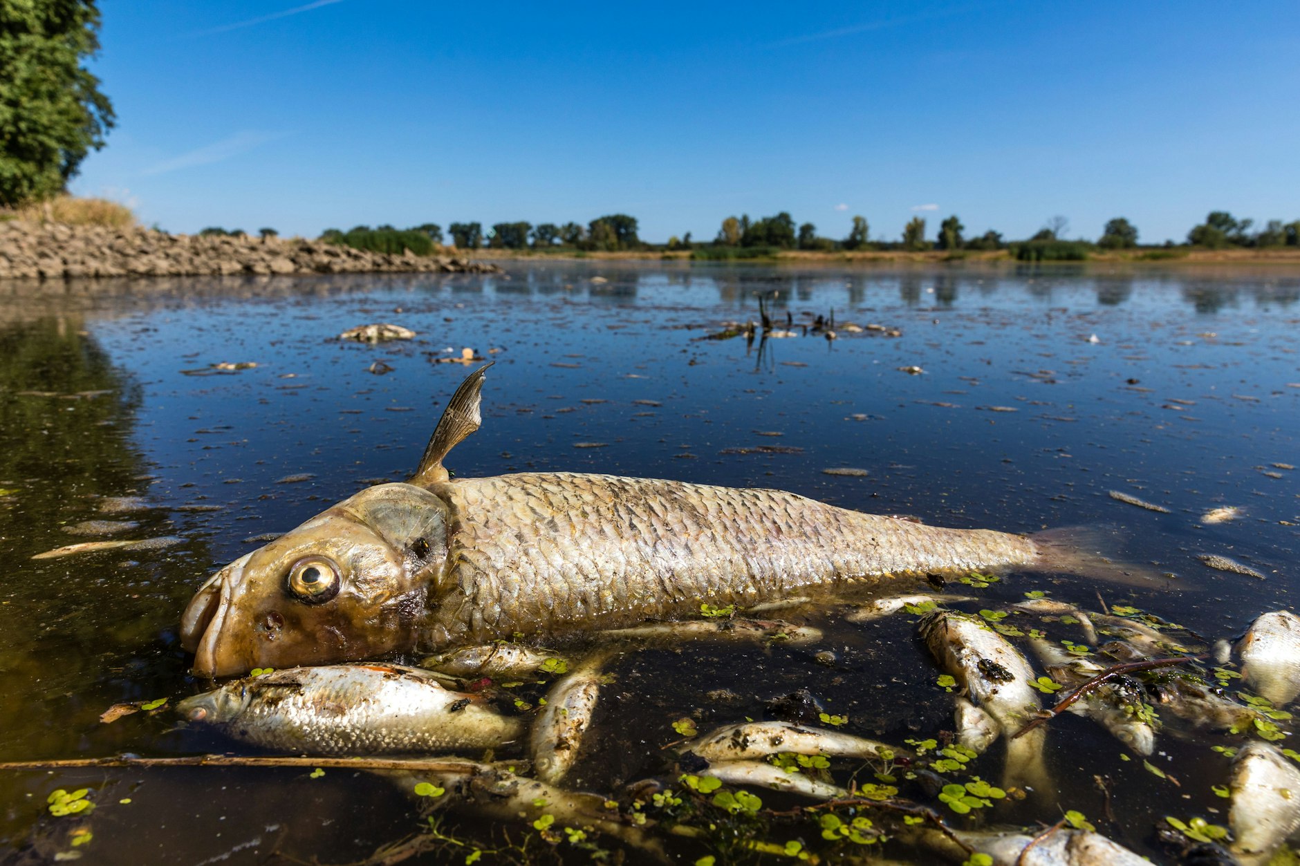 Ein verendeter Döbel und andere tote Fische schwimmen in der Oder bei Brieskow-Finkenheerd. In der Oder war es zu einem massiven Fischsterben gekommen.