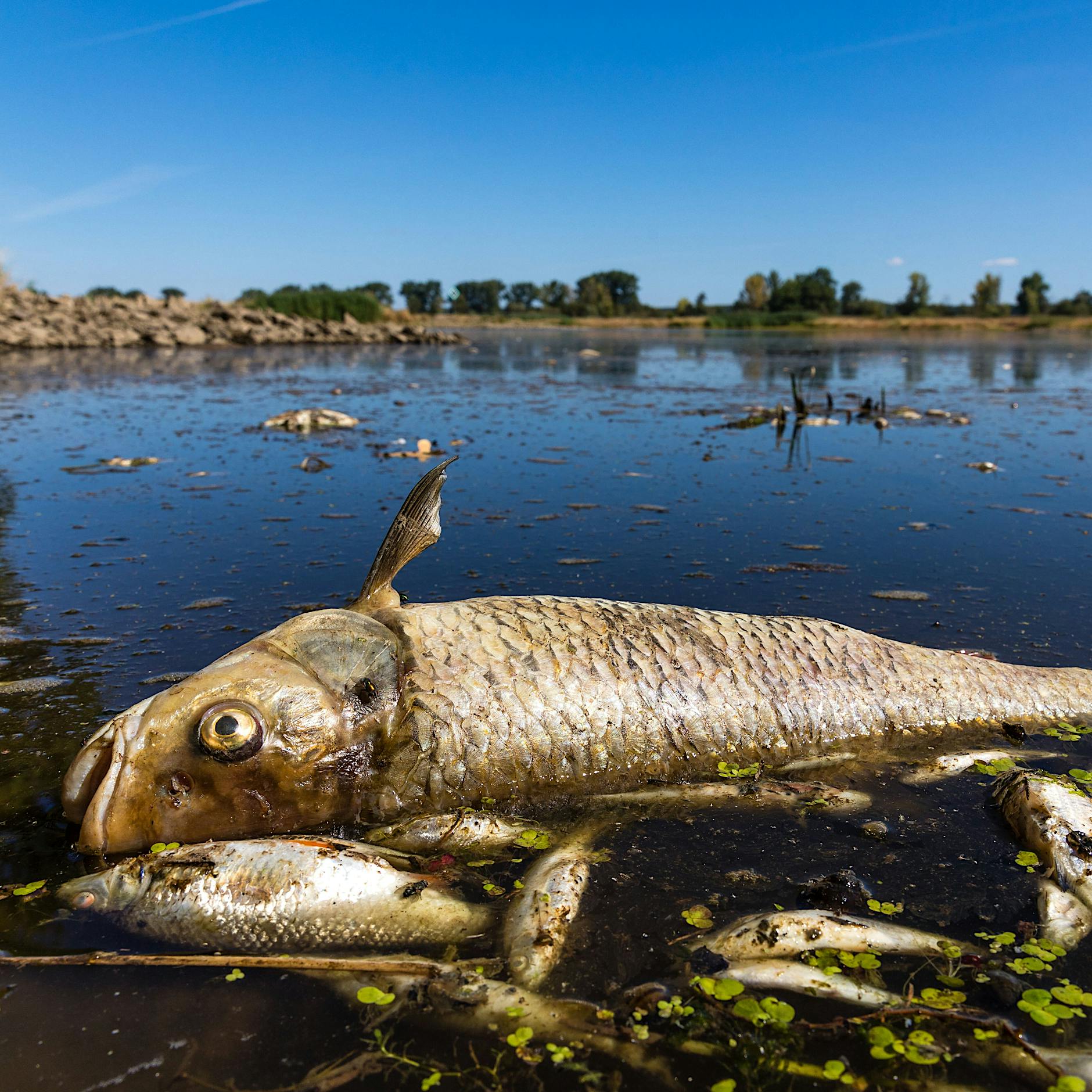 Fischsterben in der Oder: Kann sich die Katastrophe wiederholen?
