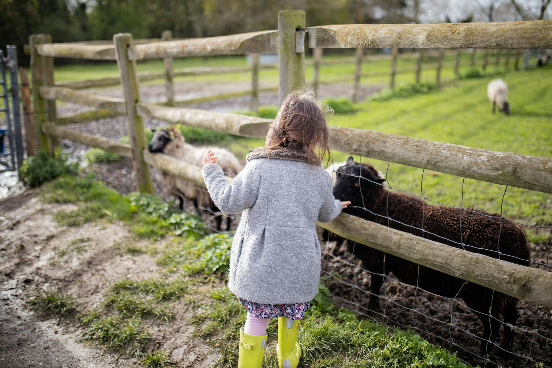 Ein kleines Mädchen füttert Schafe