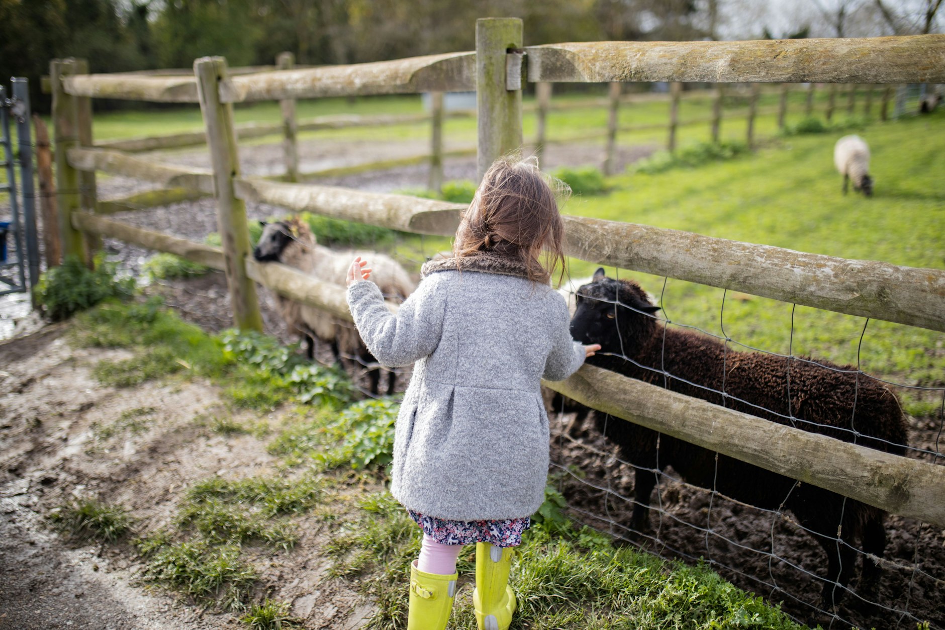 Ein kleines Mädchen füttert Schafe
