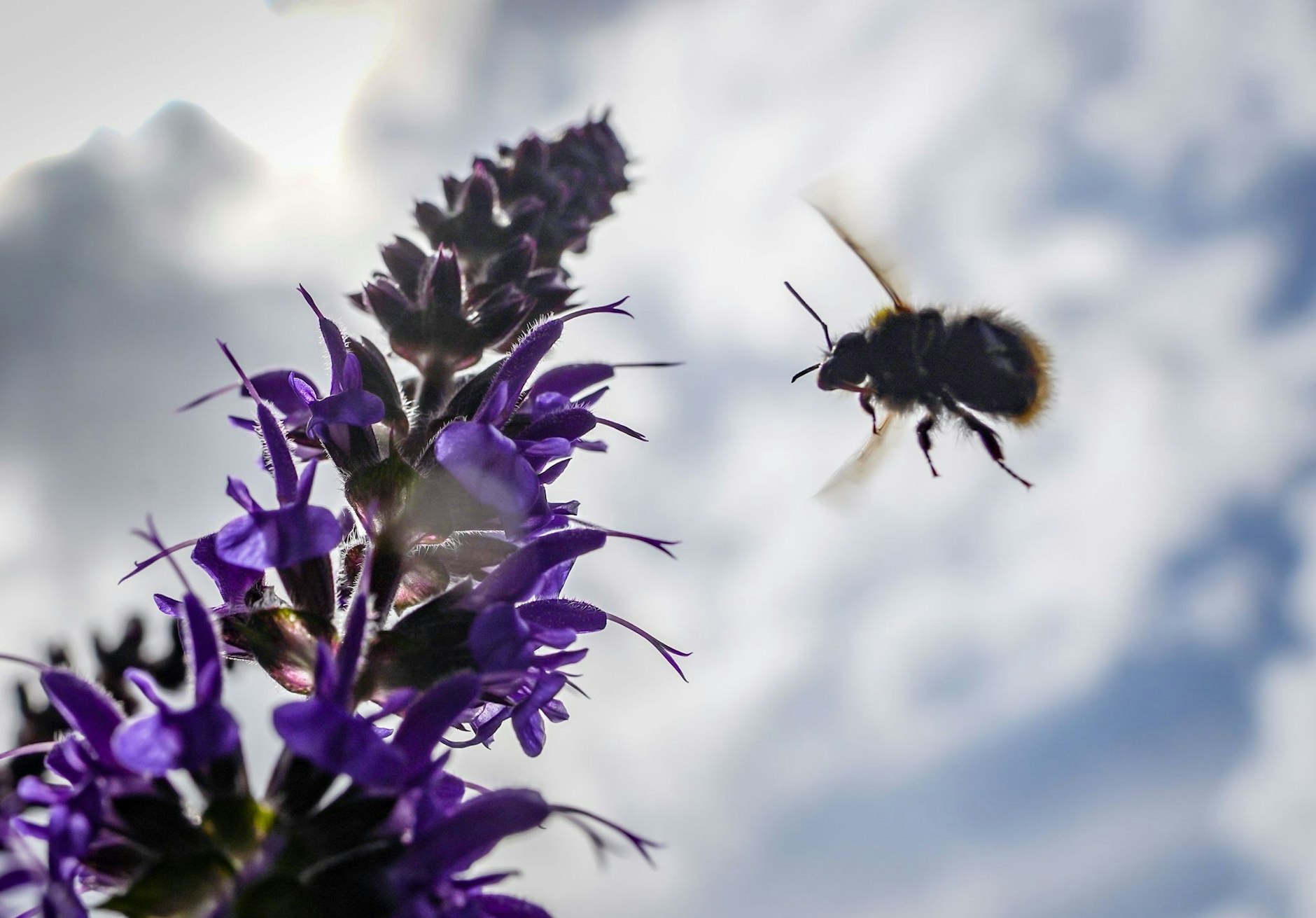 dpatopbilder - PRODUKTION - Eine Wildbiene fliegt vor dem leicht bewölkten Himmel auf blaue Salbeiblüten zu.  