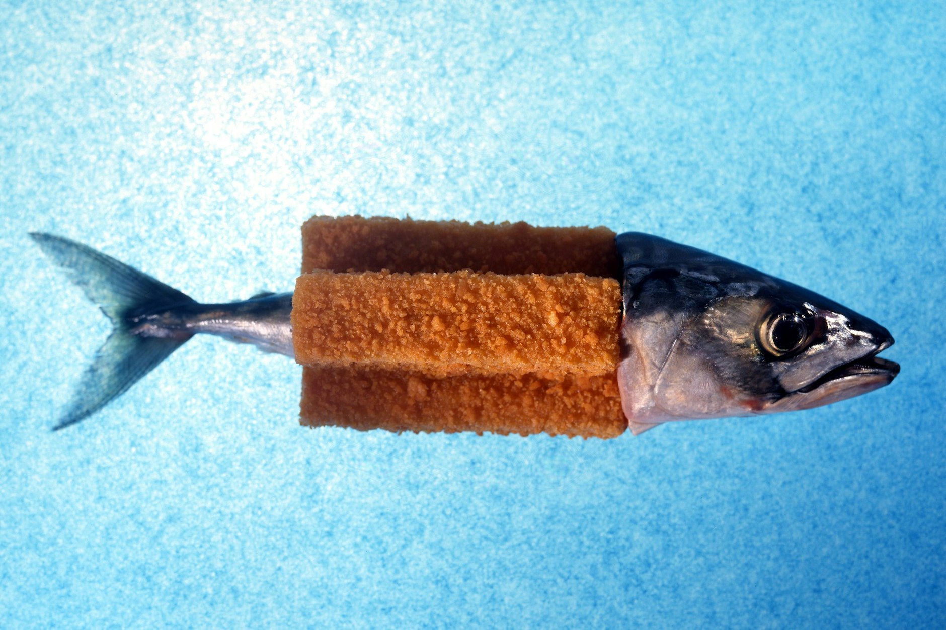 Noch Fisch oder schon Fischstäbchen?