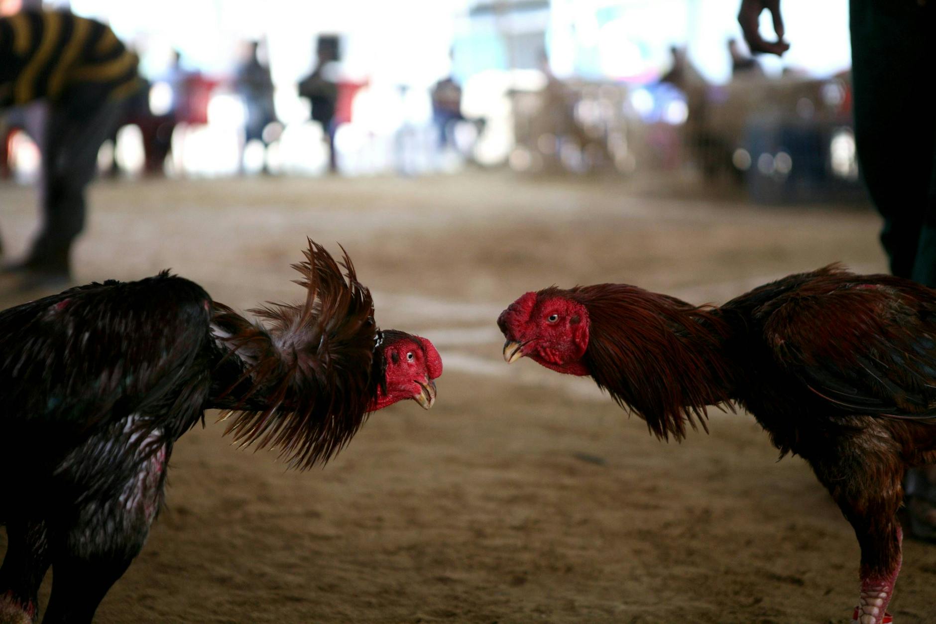 Hahnenkampf in Bangladesch