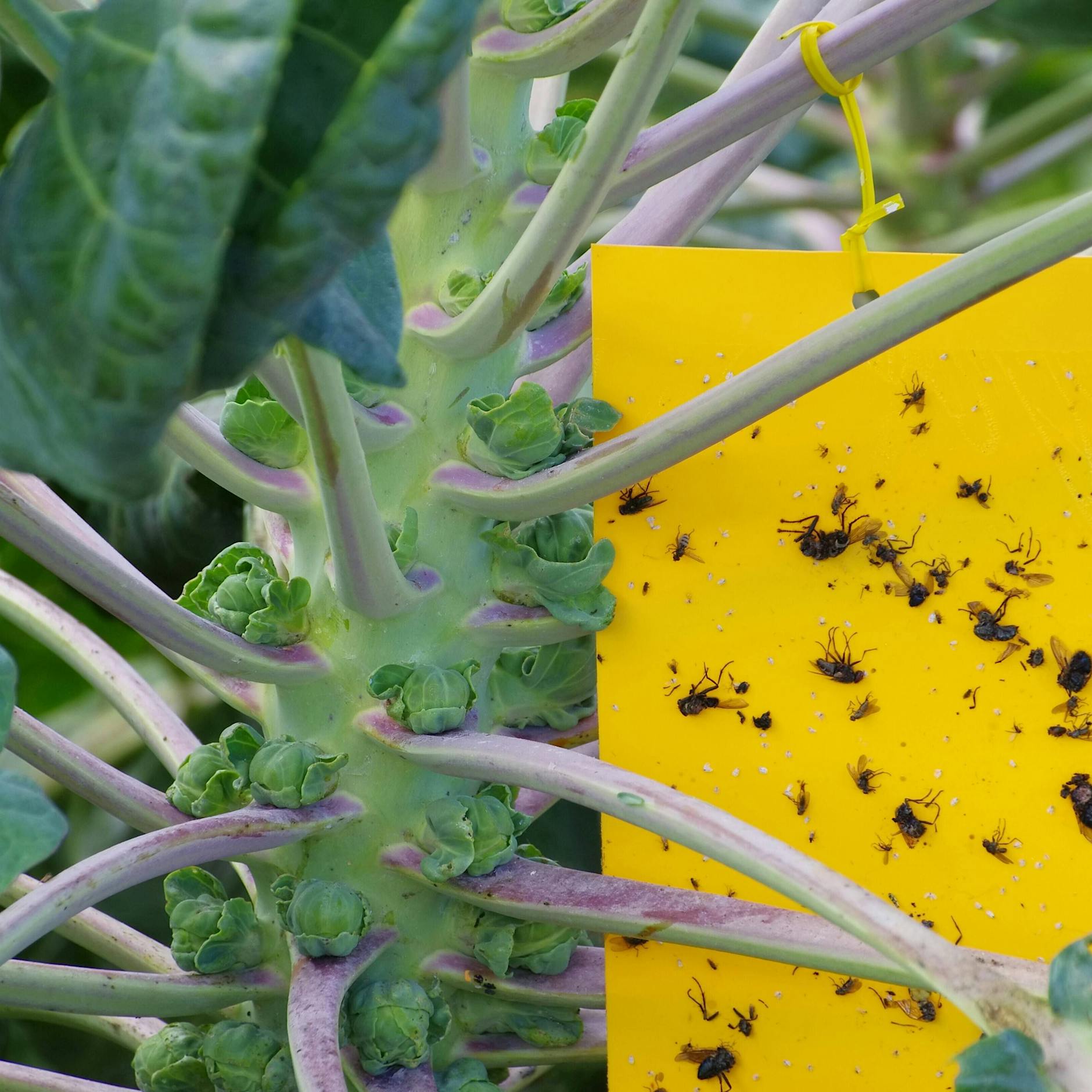Trauermücken in der Wohnung loswerden mit diesen Hausmitteln