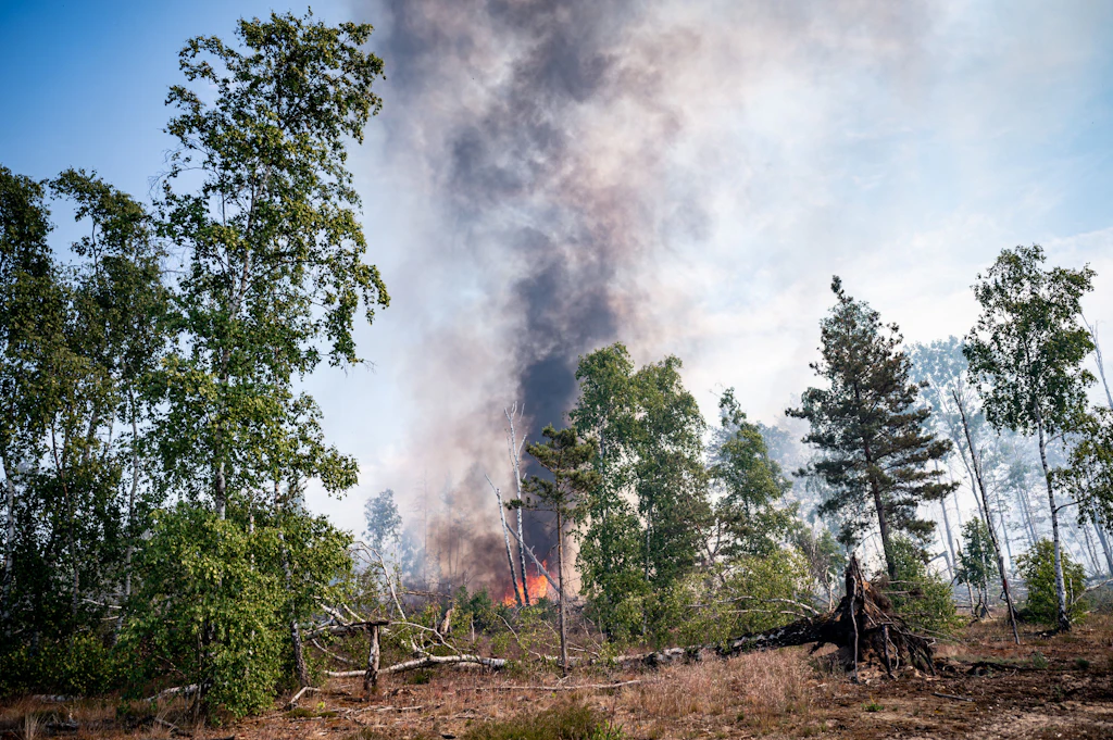 Warum brennen die Wälder – obwohl doch noch gar nicht richtig Sommer ist?