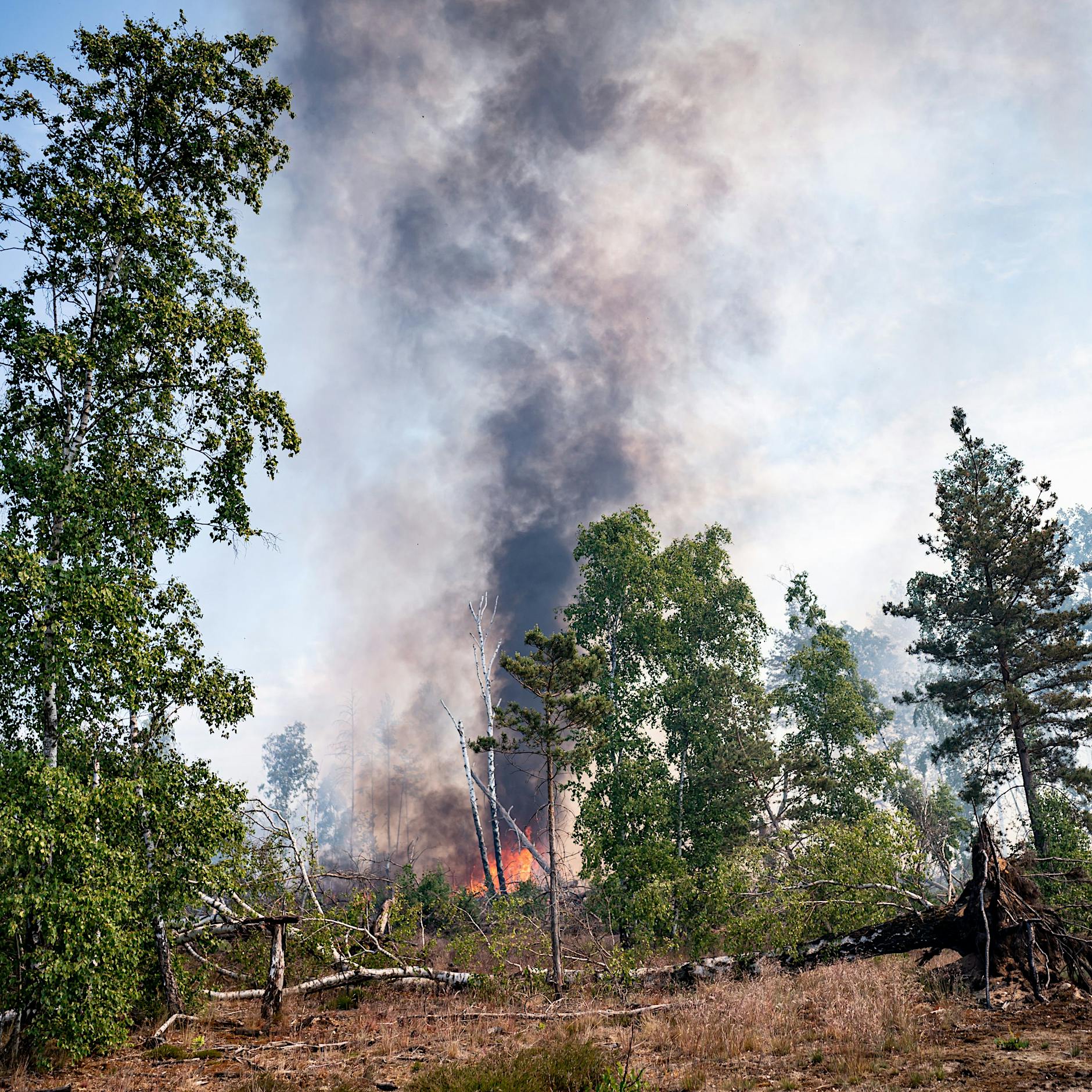 Warum brennen die Wälder – obwohl doch noch gar nicht richtig Sommer ist?