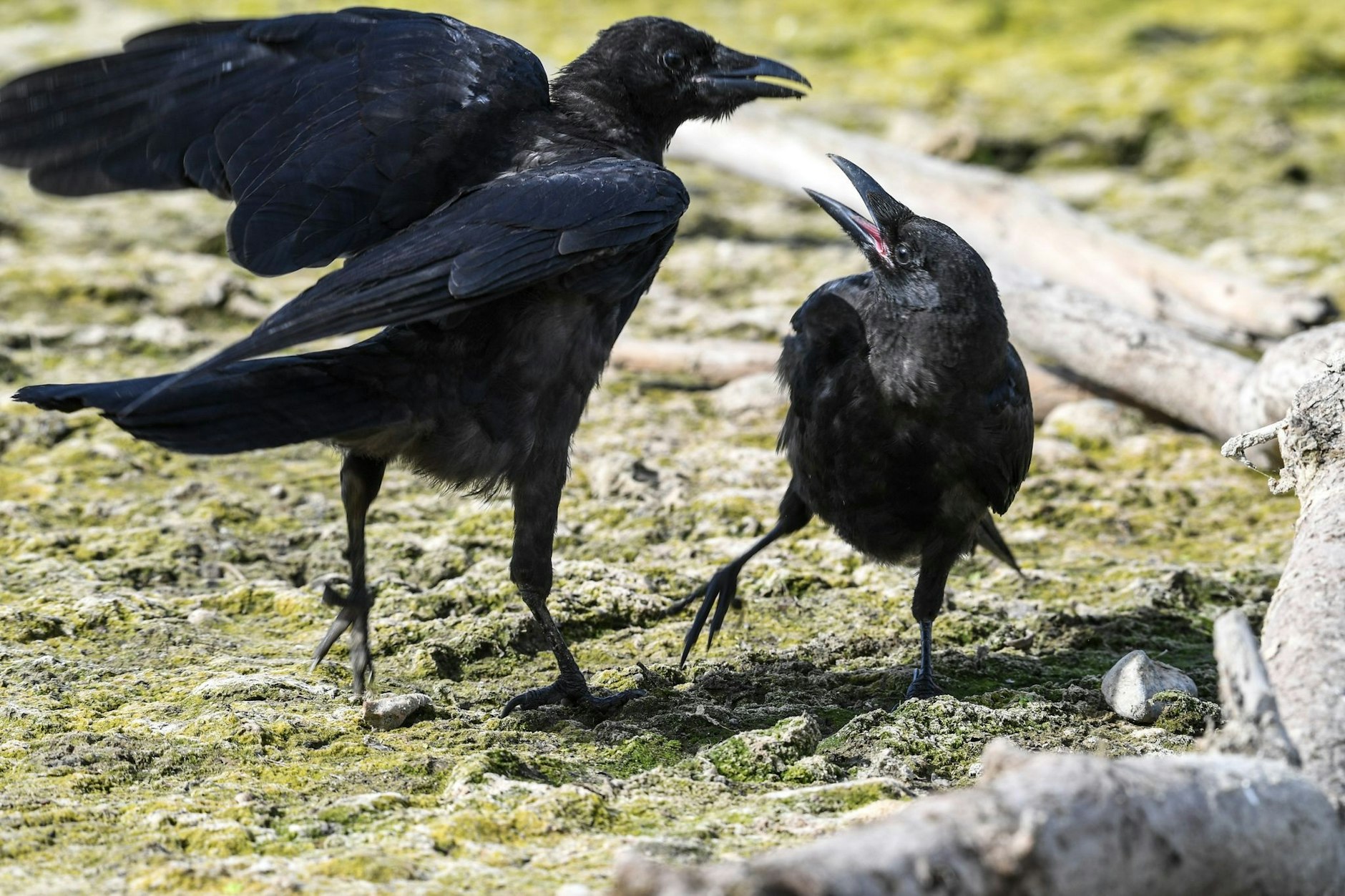 AggroKrähen Warum greifen die Vögel plötzlich Menschen an?