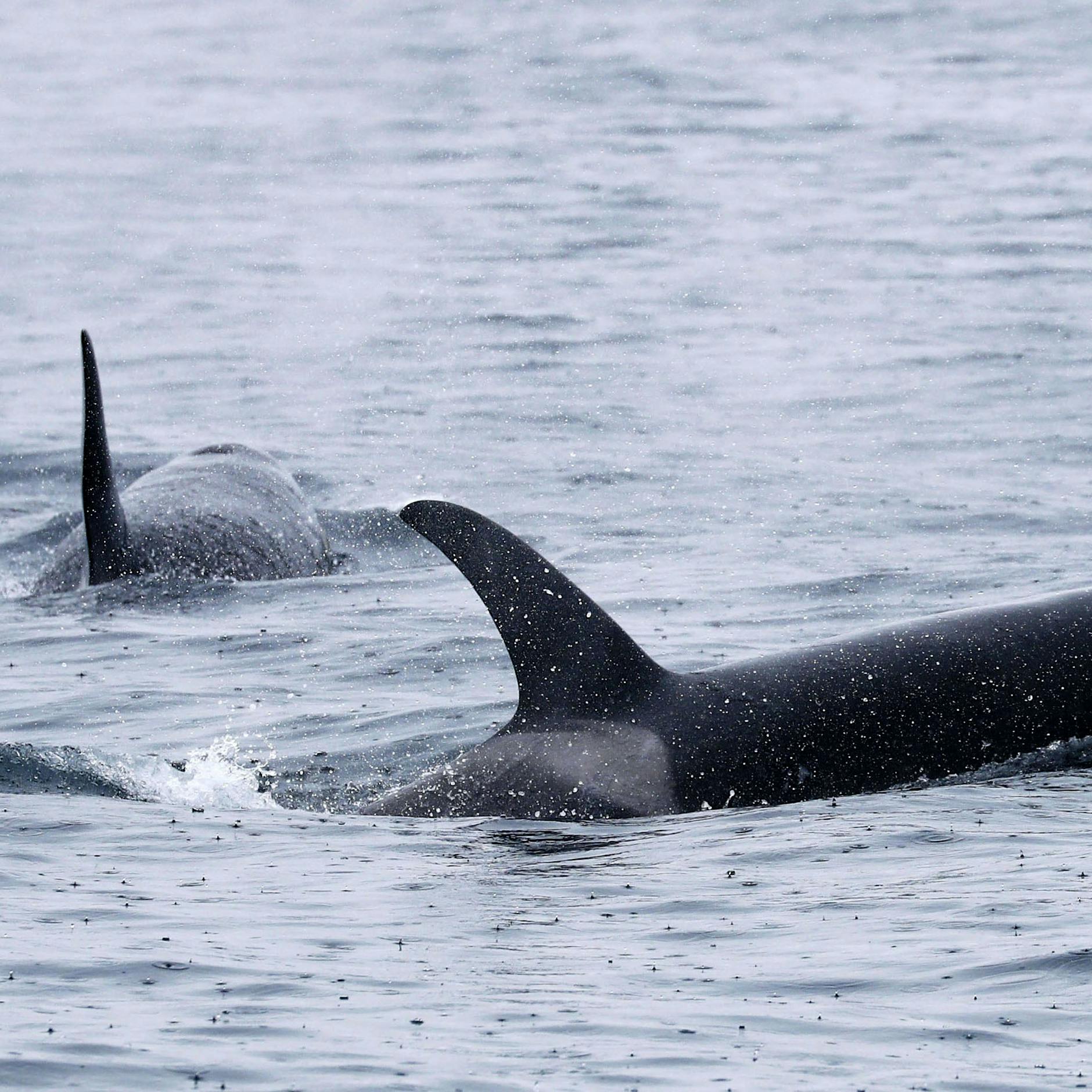 Irre: Killerwale greifen Segelboote an