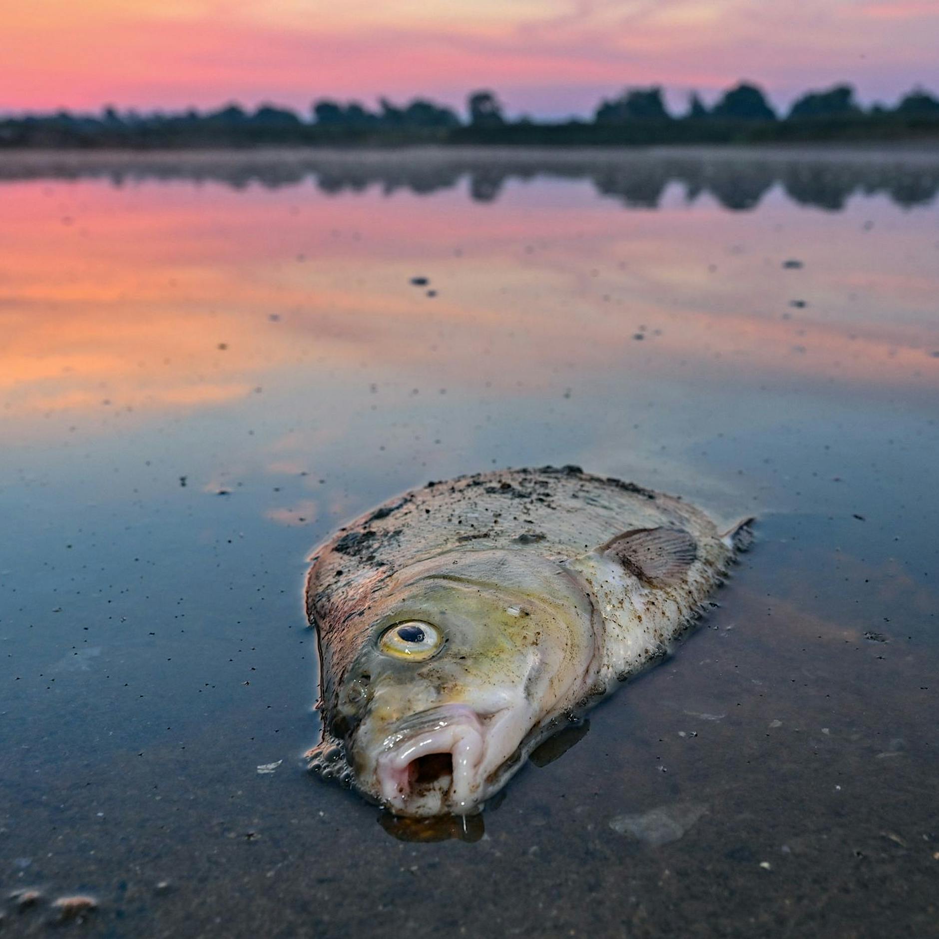 Śmierć ryb: Europa traci szansę na Odrze