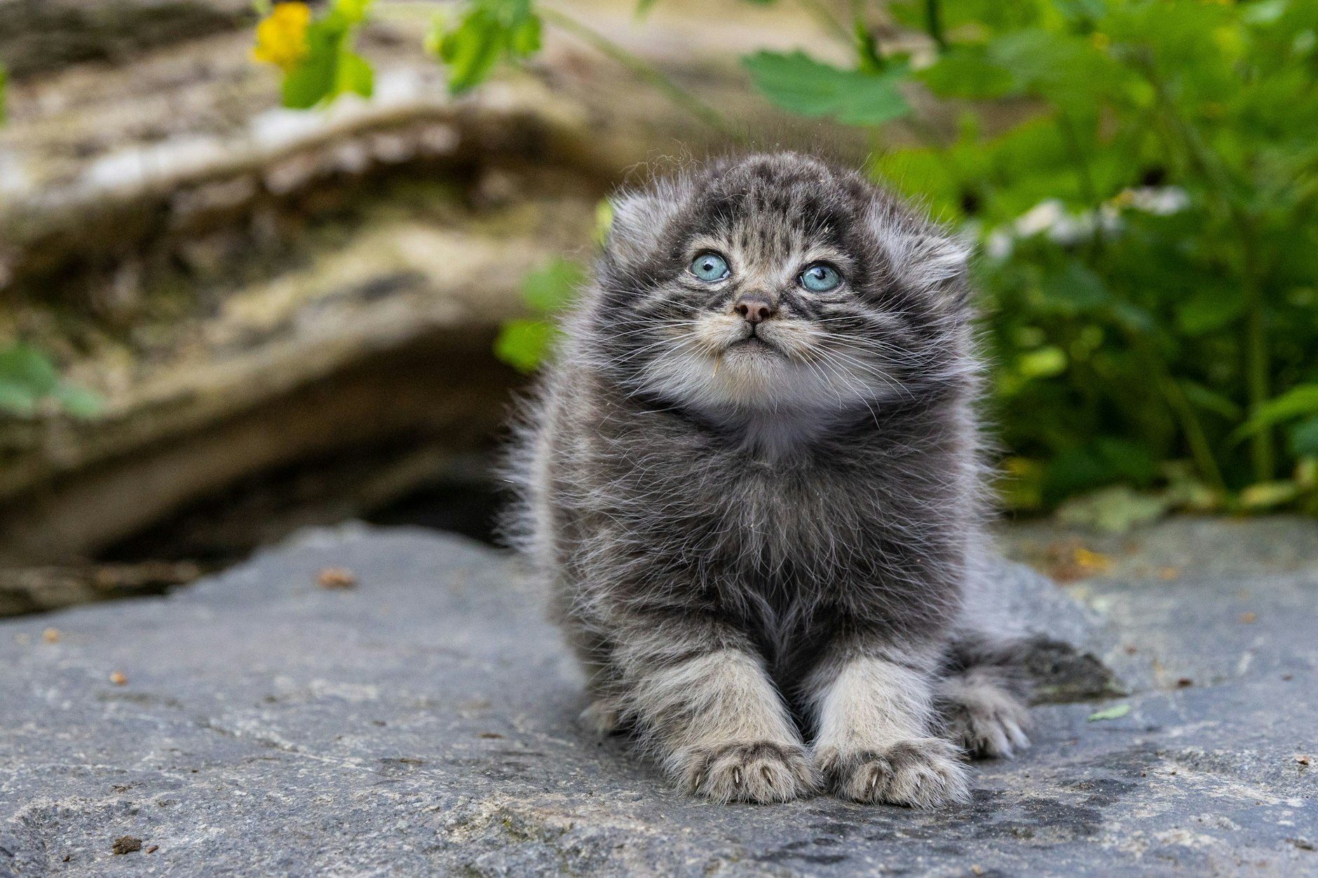 Eines der vier Manul-Jungtiere im Tierpark Berlin.