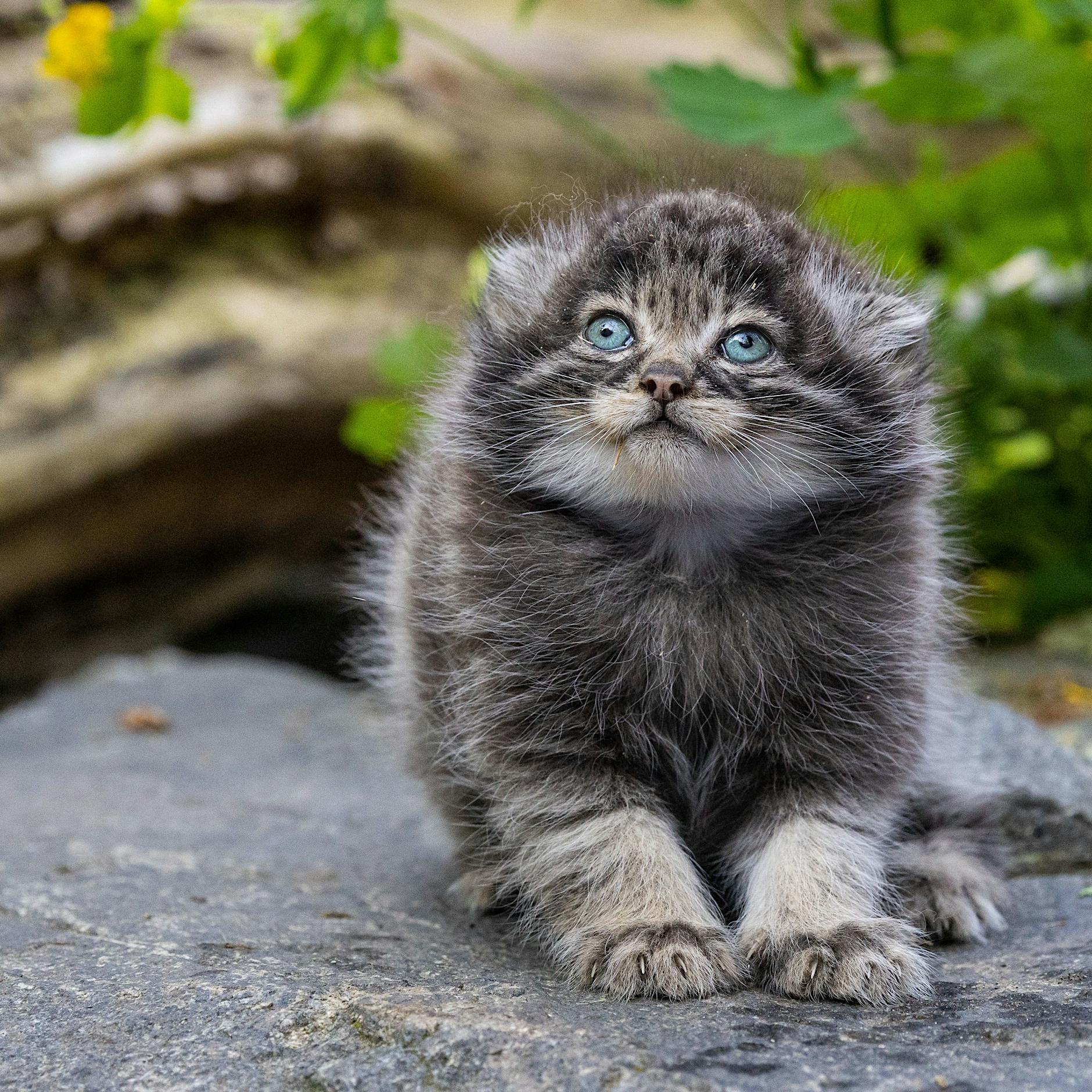 Vier kleine „Grumpy Cats“: Manul-Nachwuchs im Tierpark Berlin