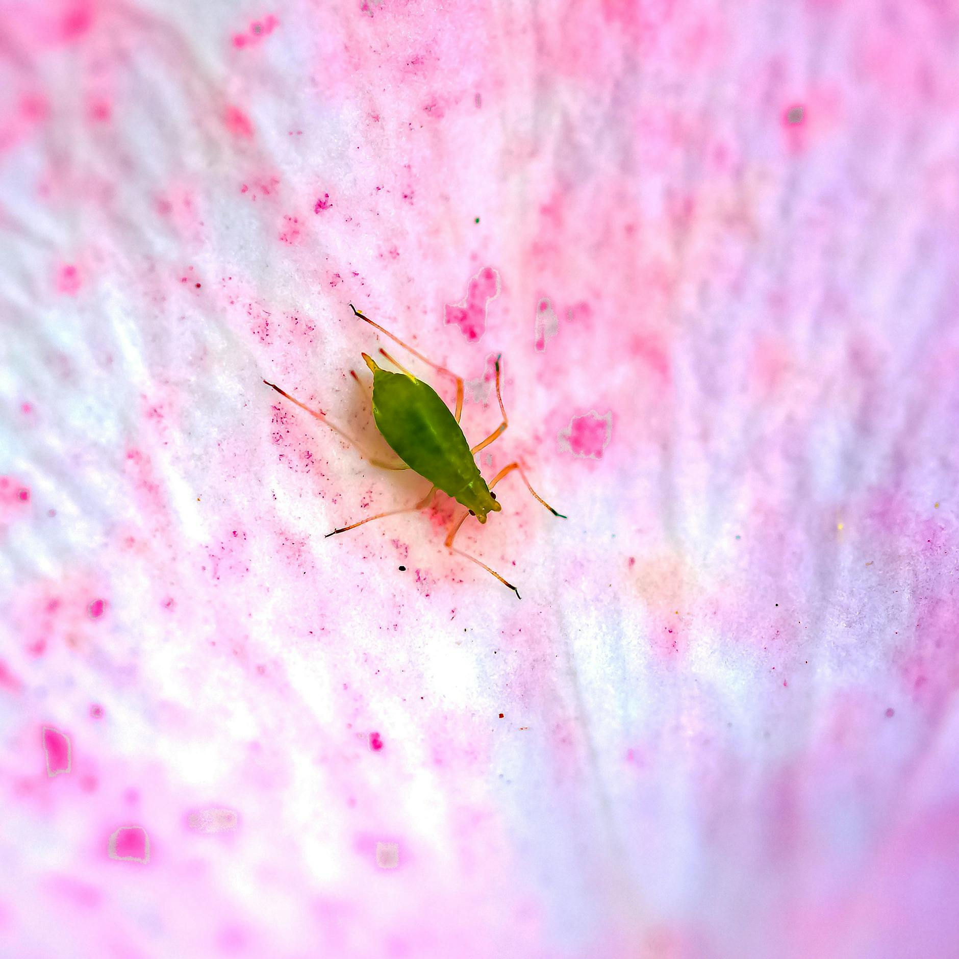Spüren Sie diese kleinen Tropfen auf der Haut? Es ist Urin von Millionen Blattläusen