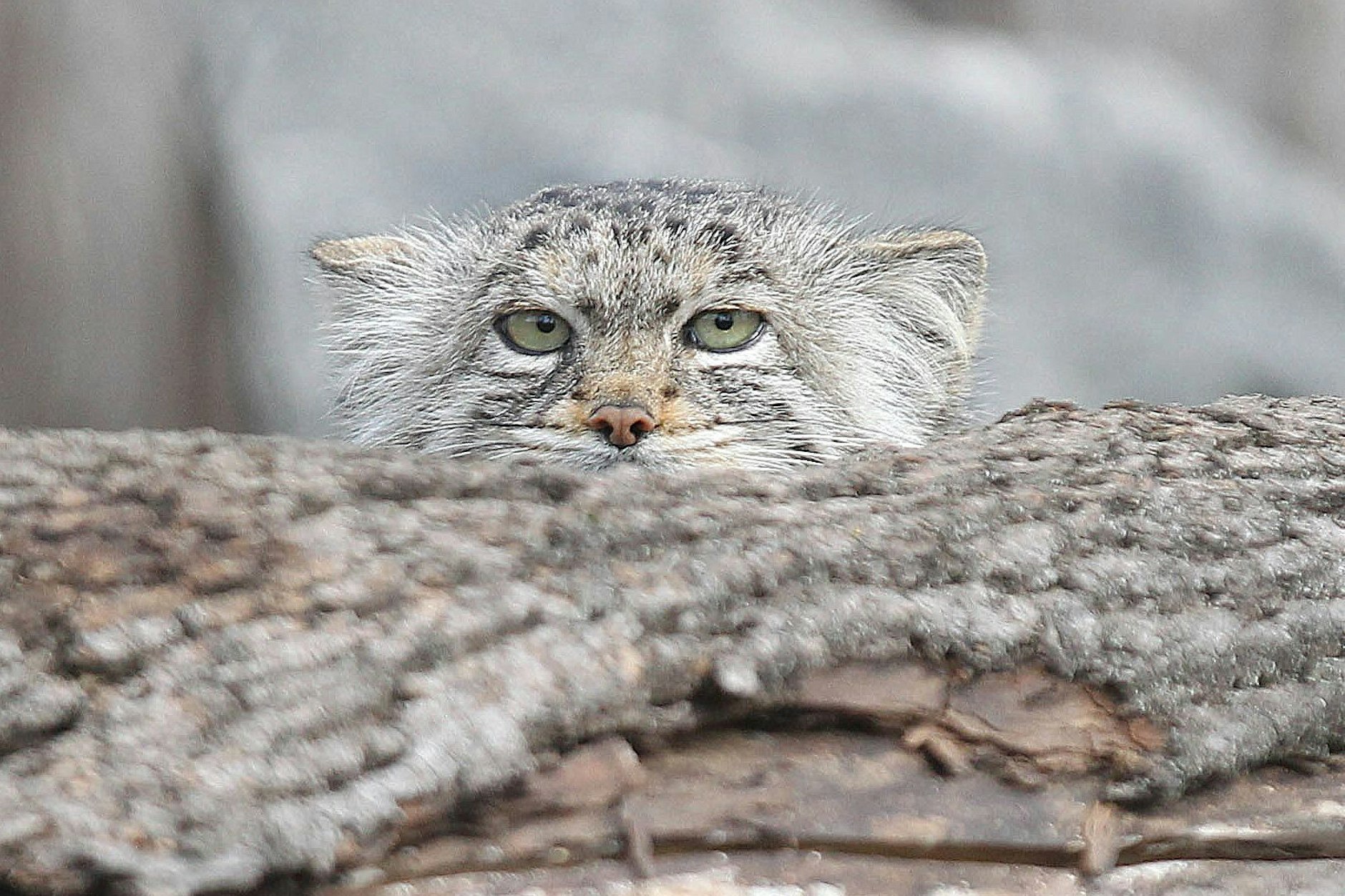 Sieht mürrisch aus: eine Manul-Katze.