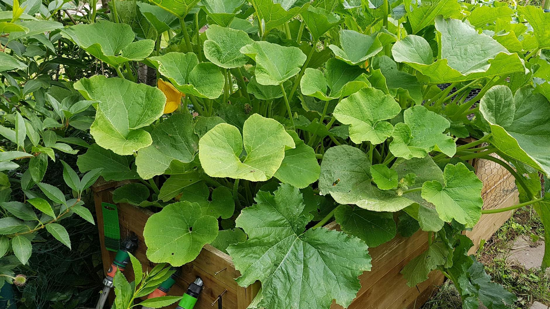 Gurken im Garten brauchen bei großer Hitze besonders viel Wasser.