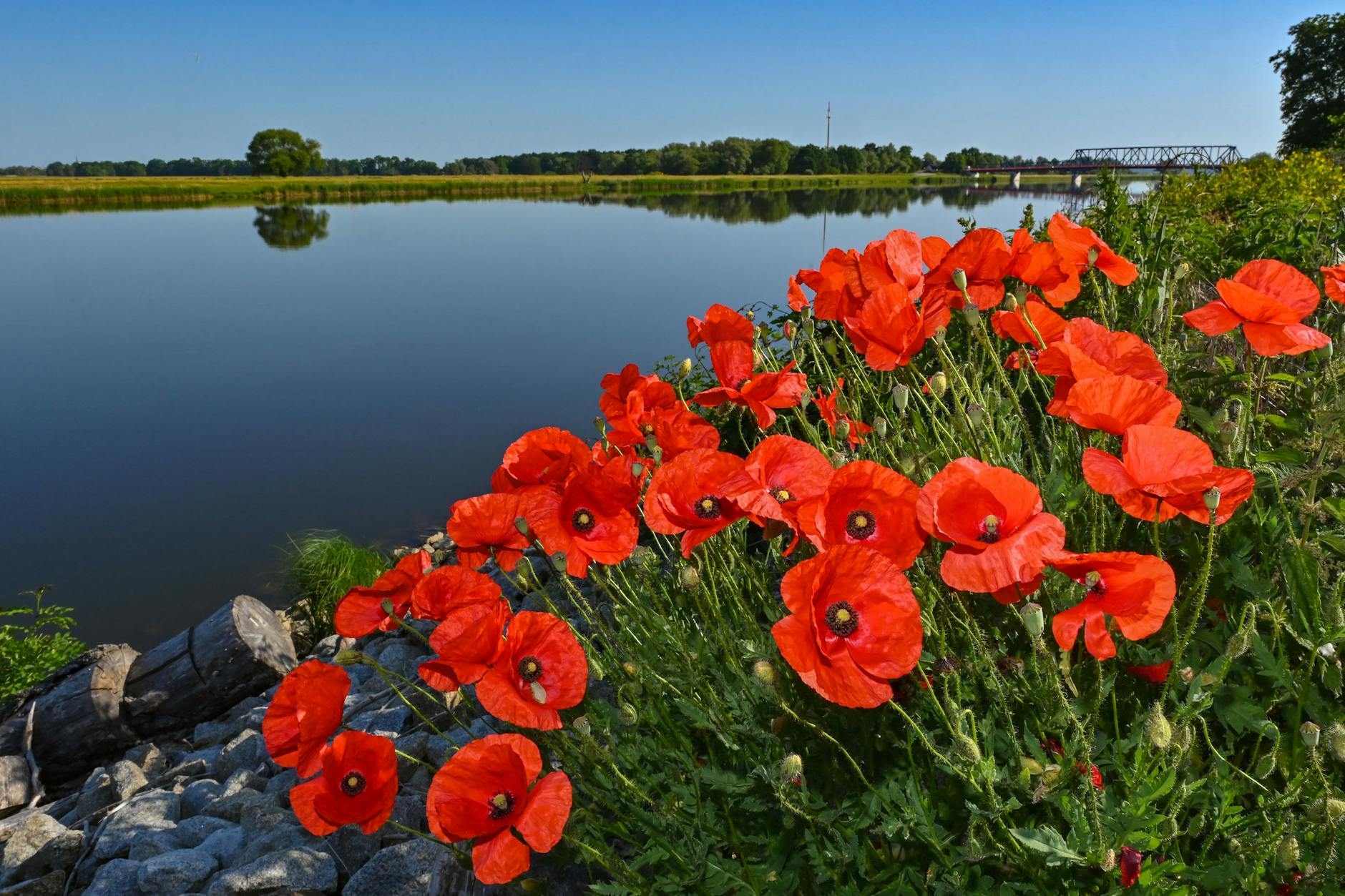 Am Tag der Oder-Konferenz: Mohnblumen blühen auf der polnischen Seite am deutsch-polnischen Grenzfluss Oder im Nationalpark Unteres Odertal.