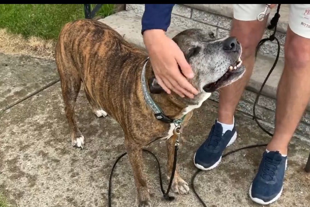 Mischlingshund Mellow bei seinem Abschieds-Gassigang