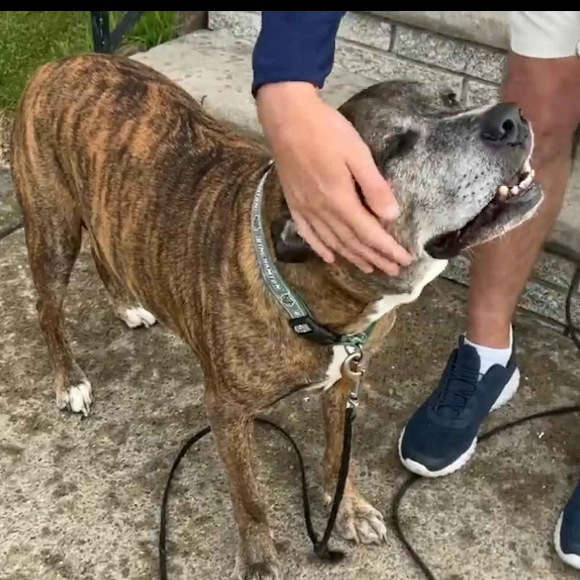 Ganzer Ort nimmt Abschied von todkrankem Hund – mit letztem Gassigang